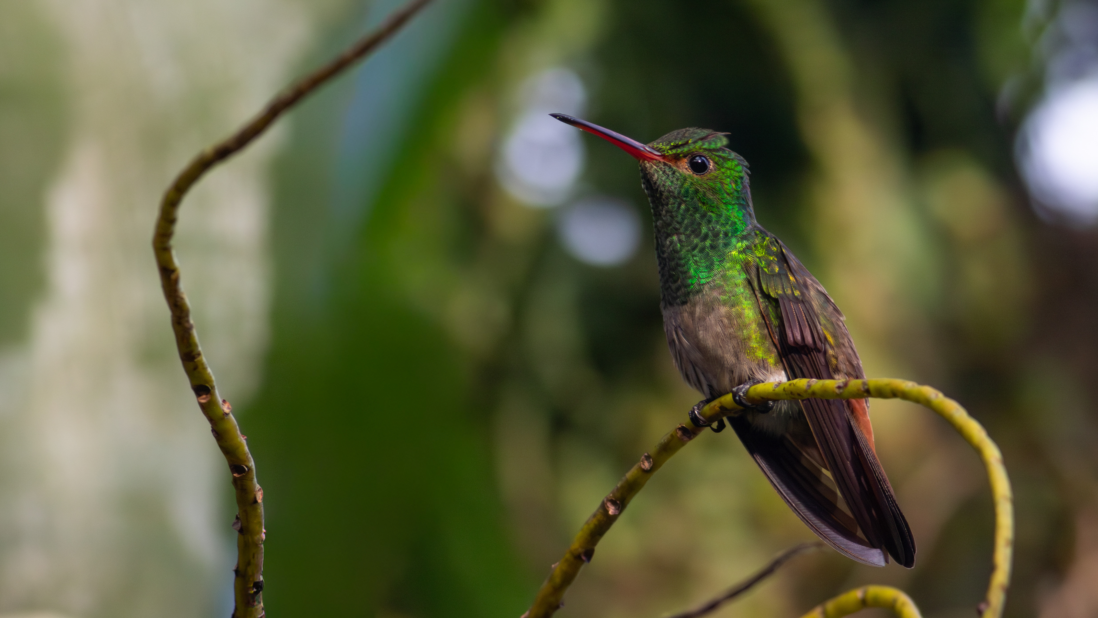 Rufous-tailed Hummingbird - Aranal Observatory