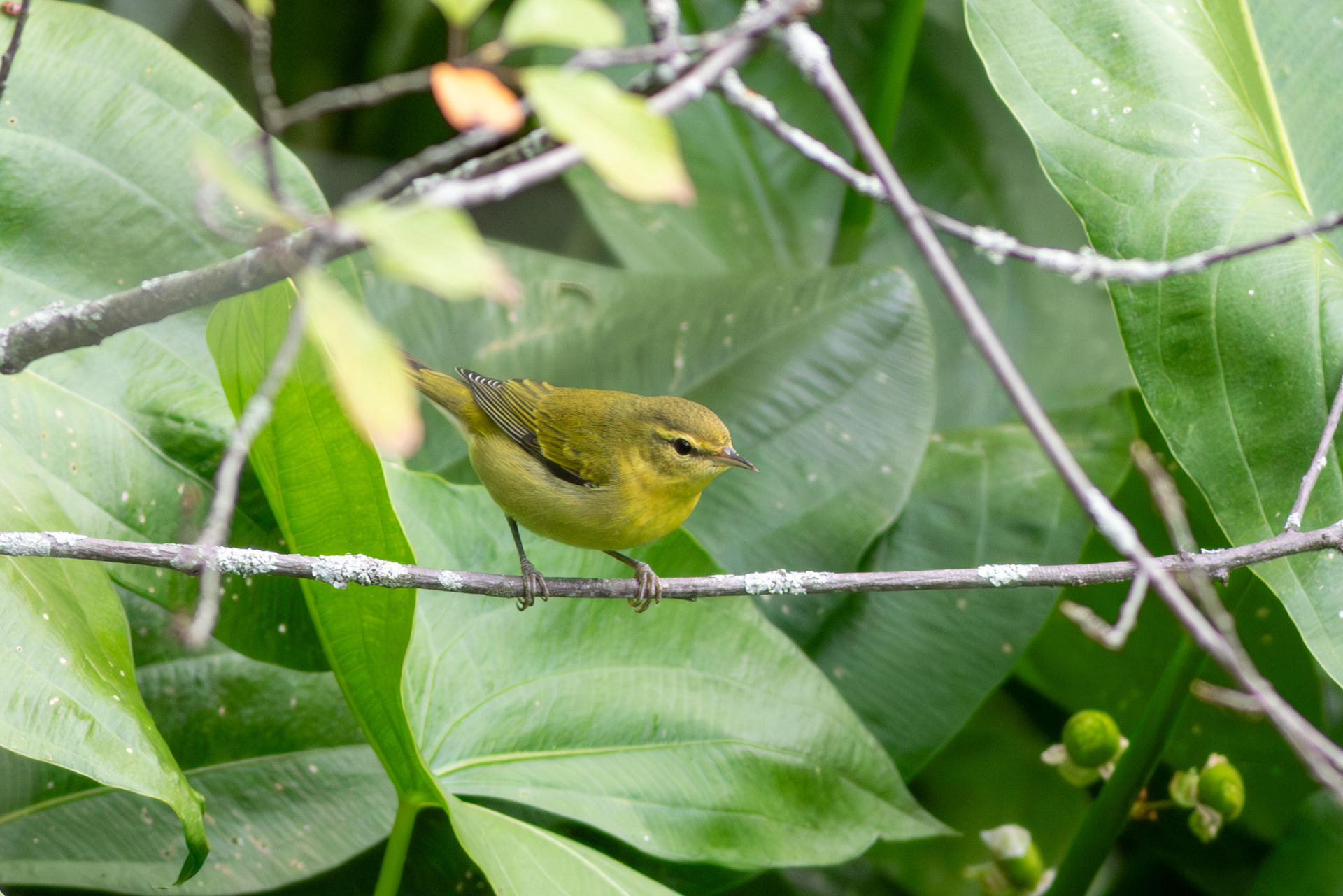 Tennessee Warbler