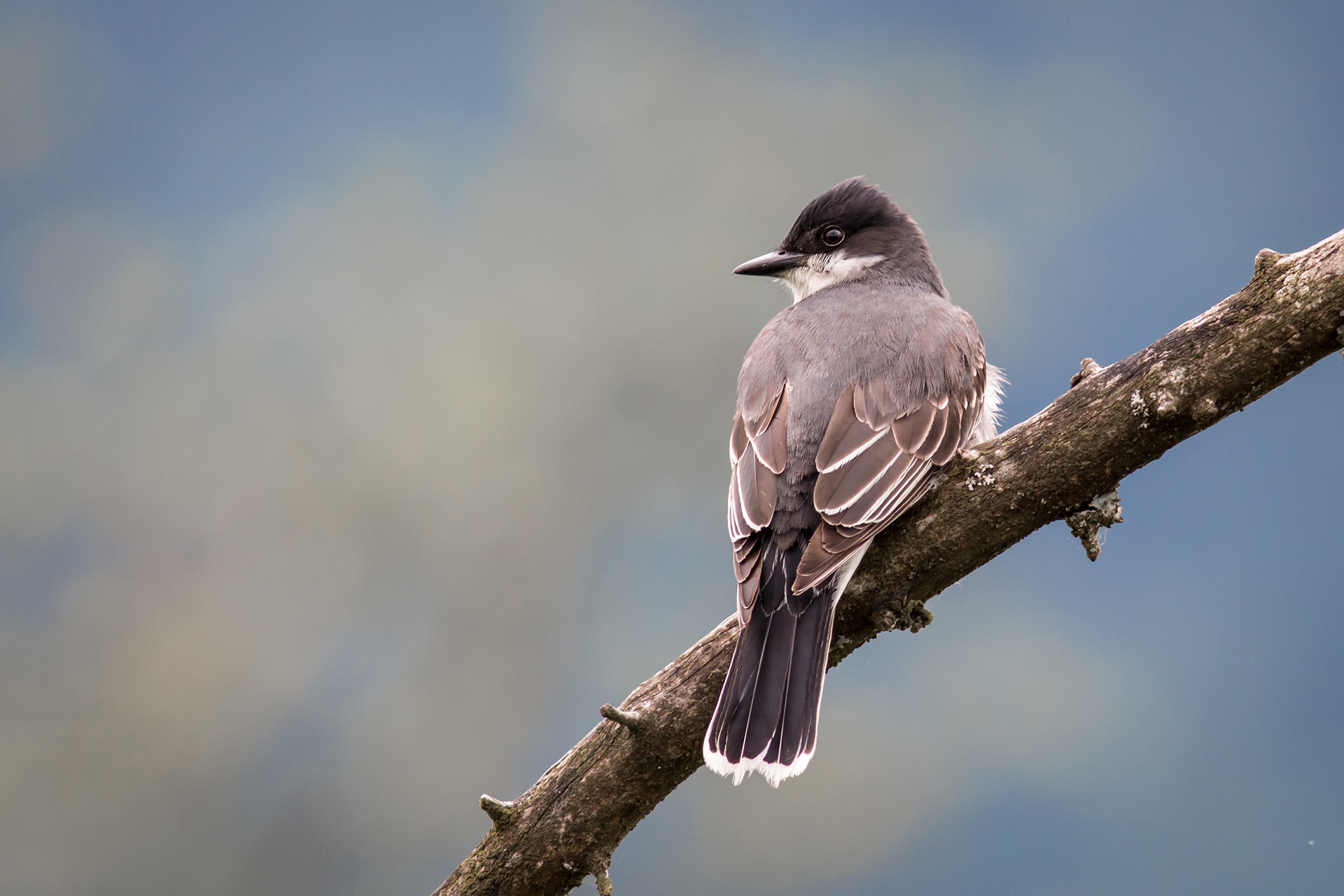 Eastern Kingbird - BC