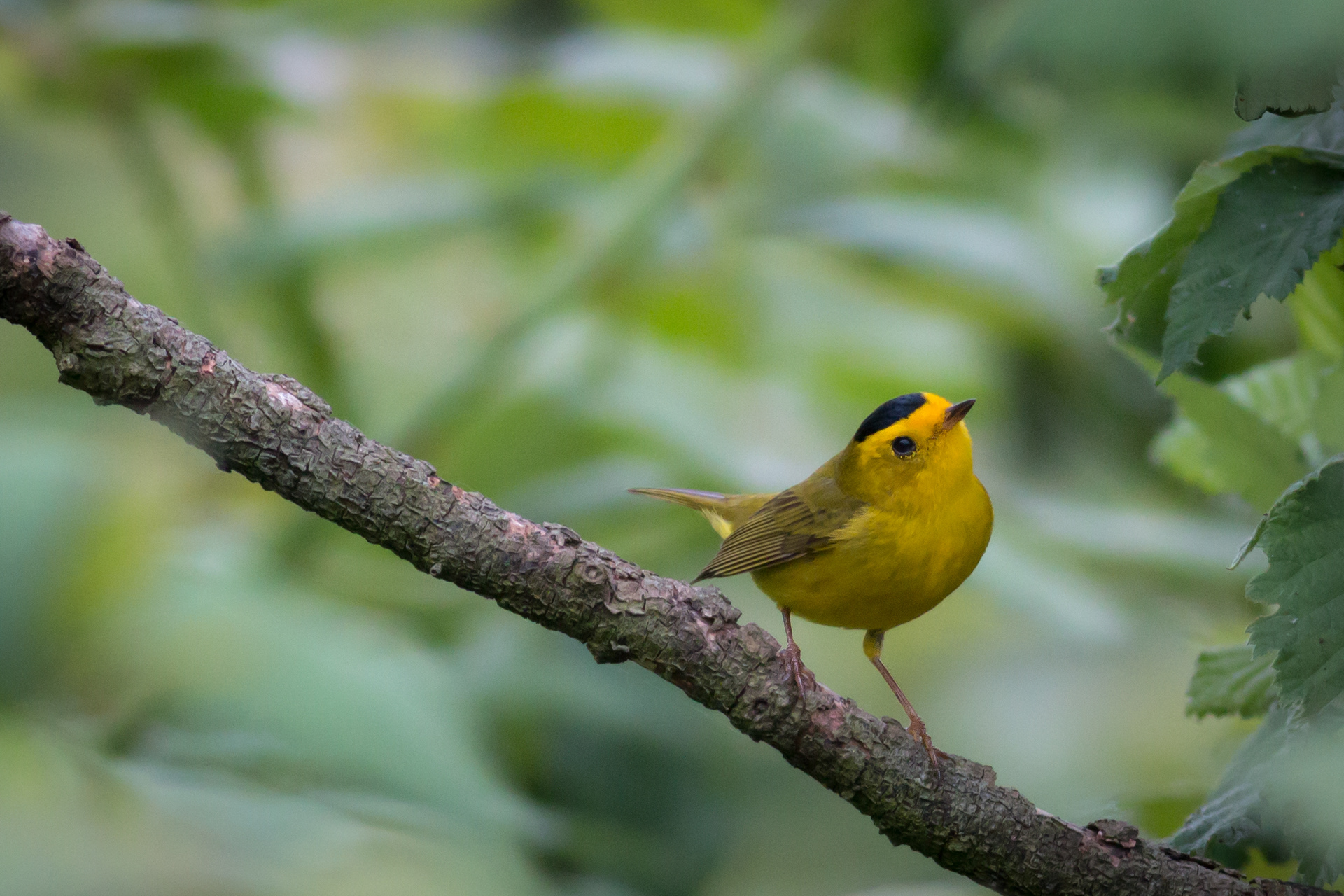 Wilson's Warbler - male - BC