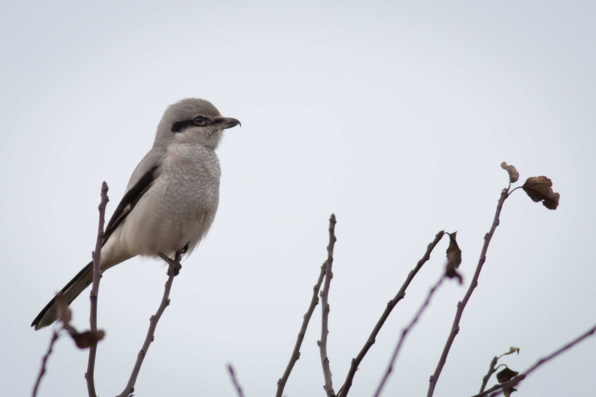 Northern Shrike - BC