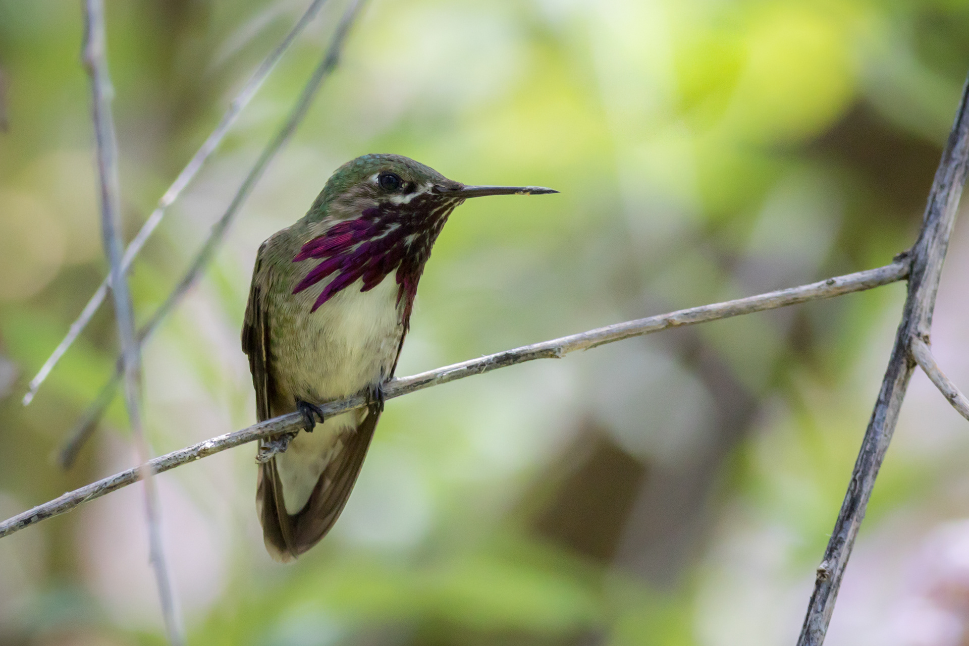 Calliope Hummingbird, male - BC