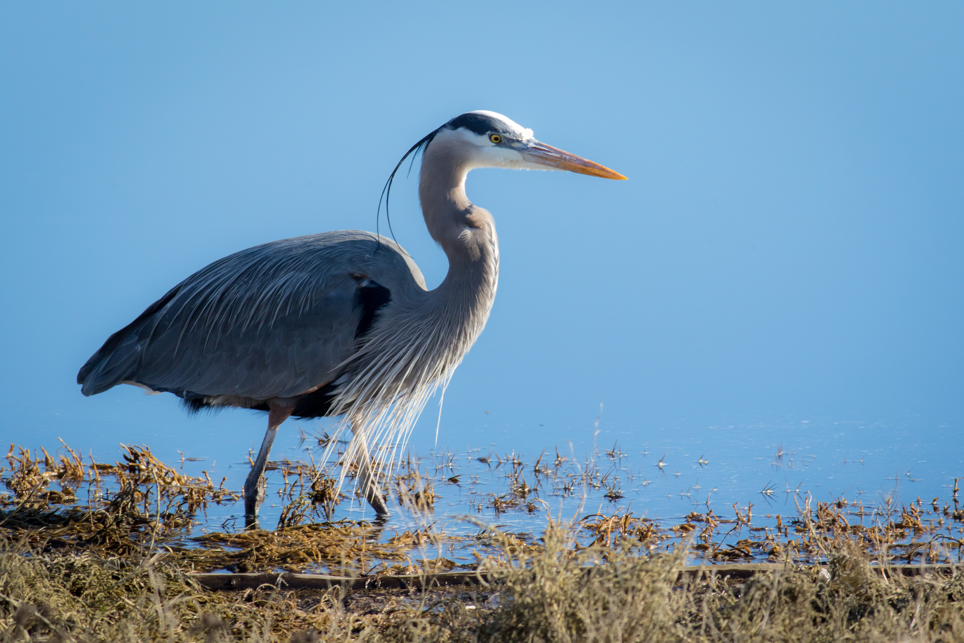 Great Blue Heron - BC