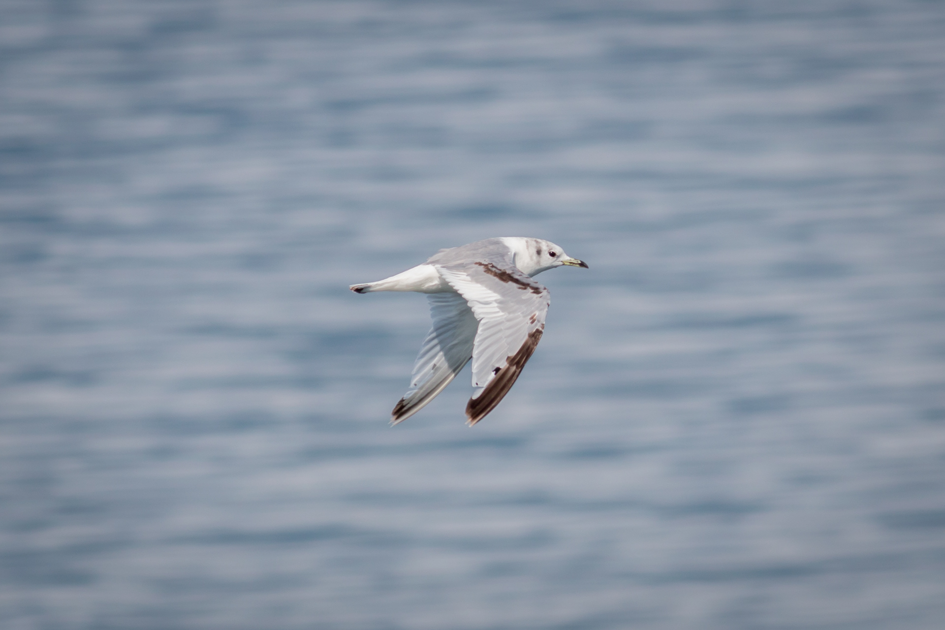 Black-legged Kittiwake - Alaska