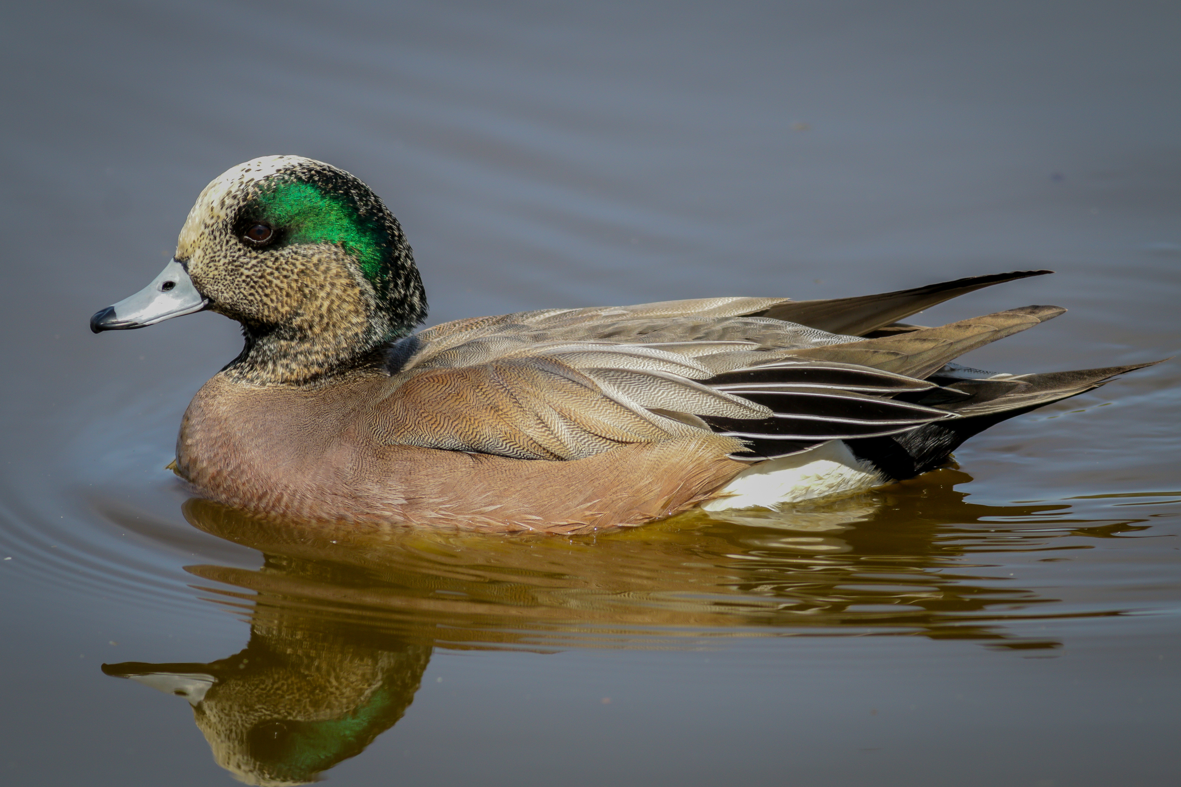 American Widgeon - male - BC