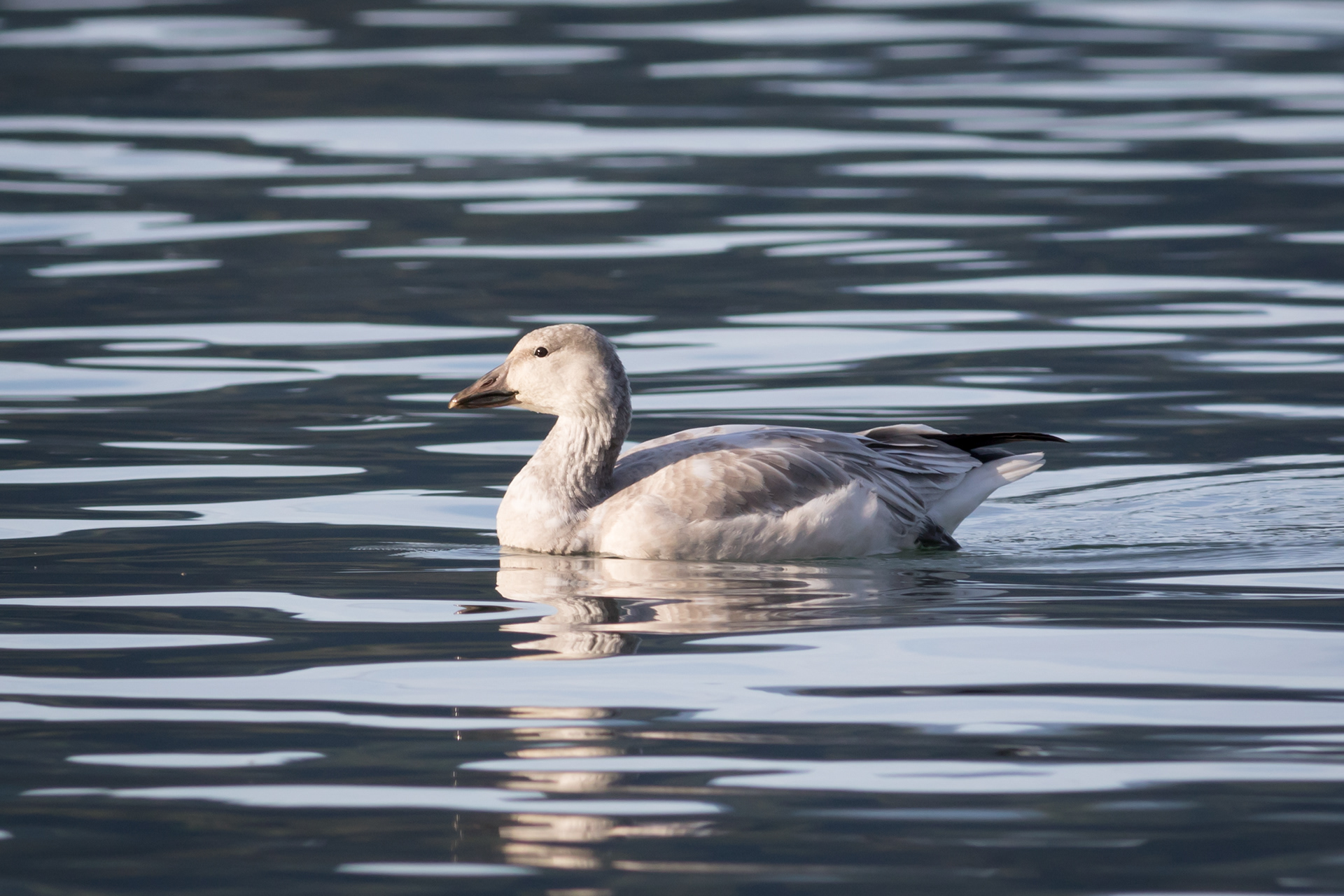 Snow Goose - BC