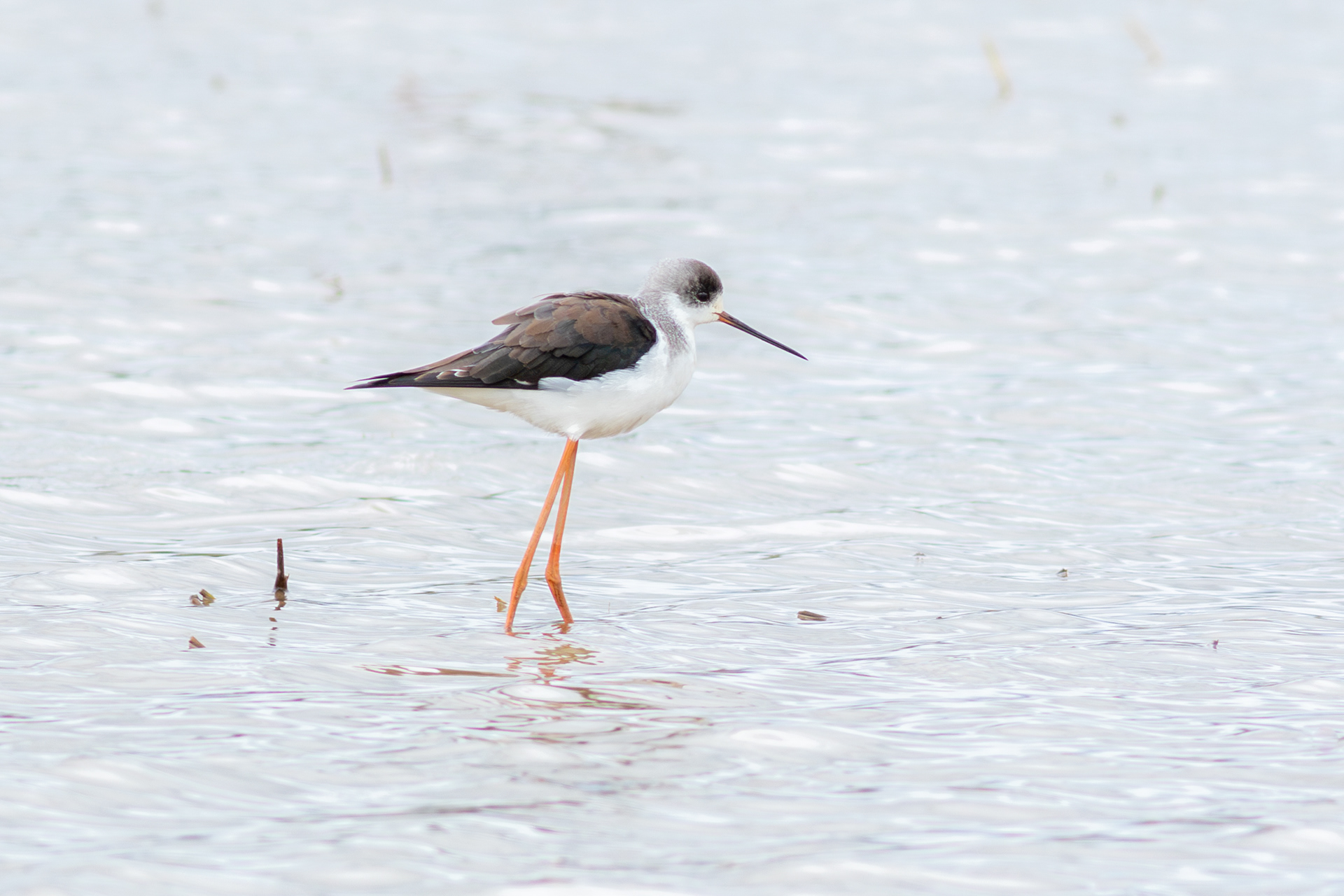 Black-winged Stilt