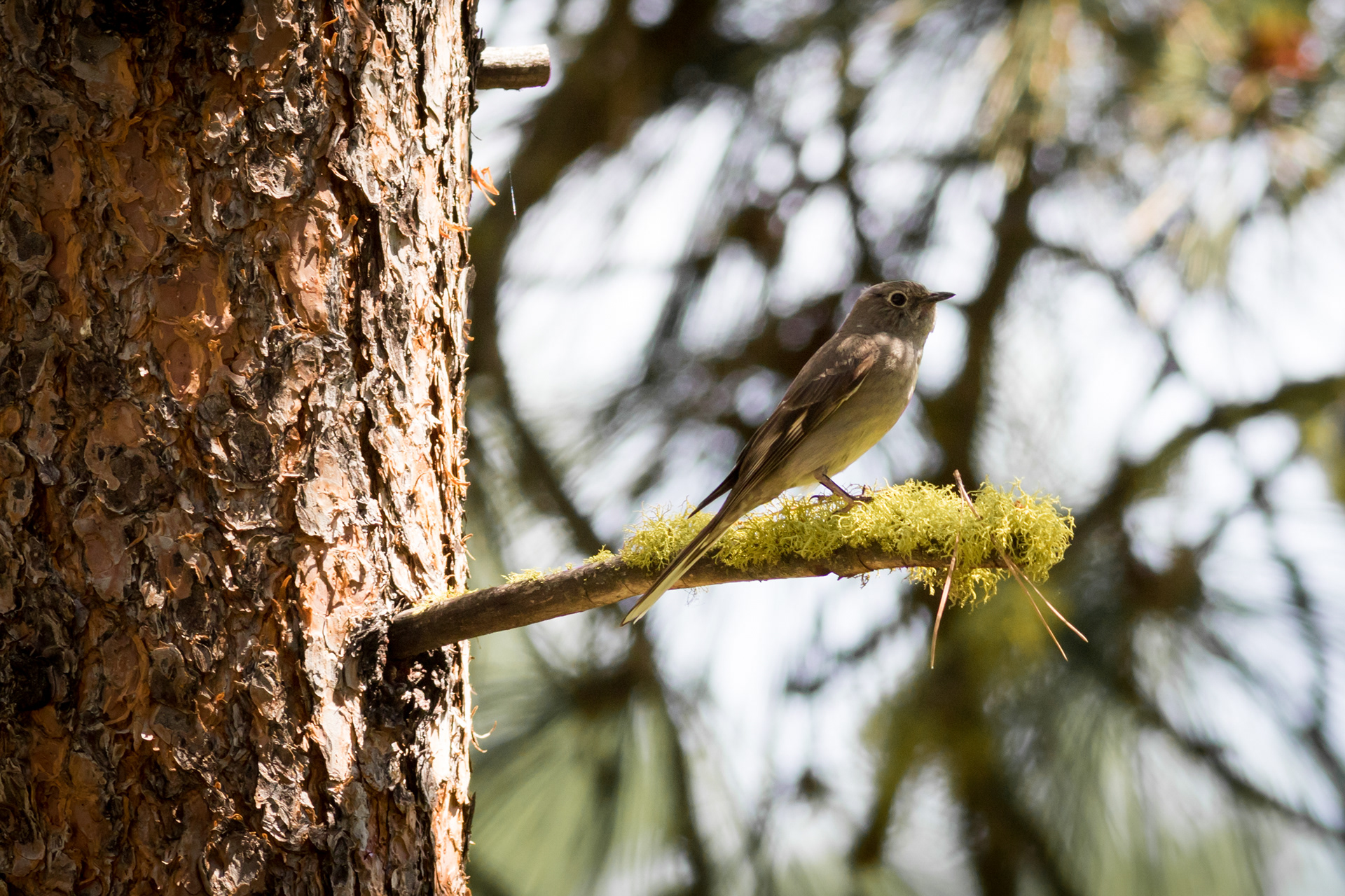 Townsend's Solitaire - BC