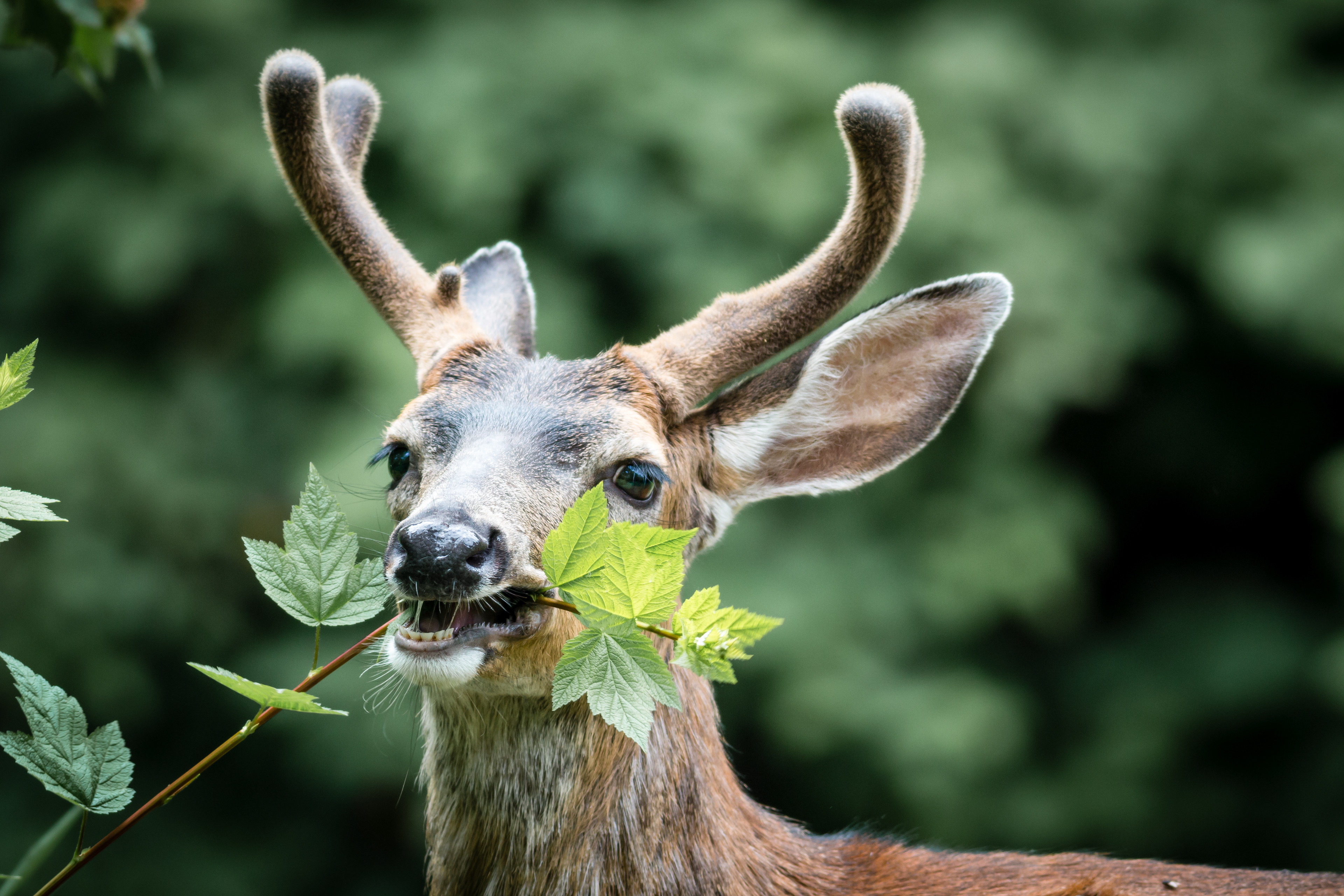 Columbian Black-tailed Deer