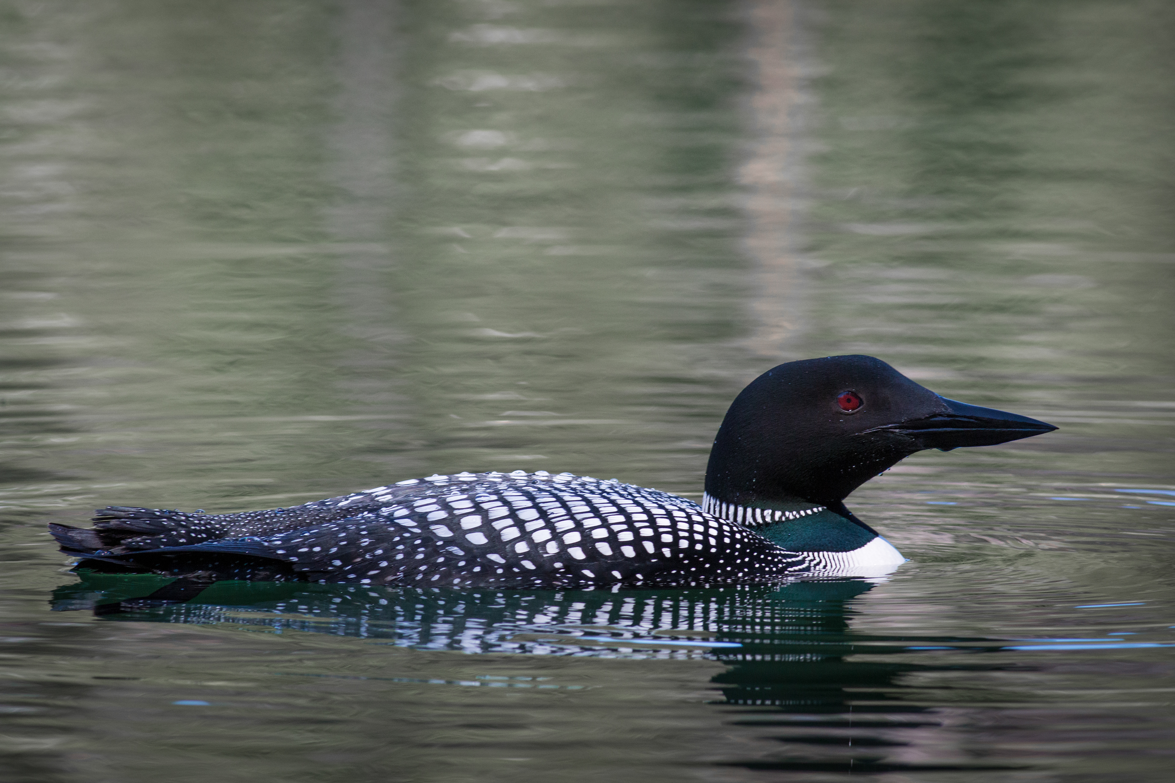 Common Loon - BC
