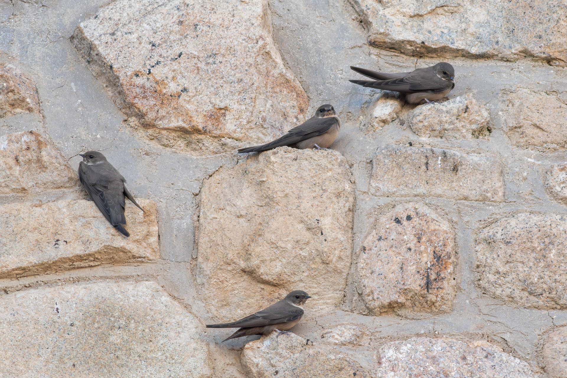 Eurasian Crag-martin