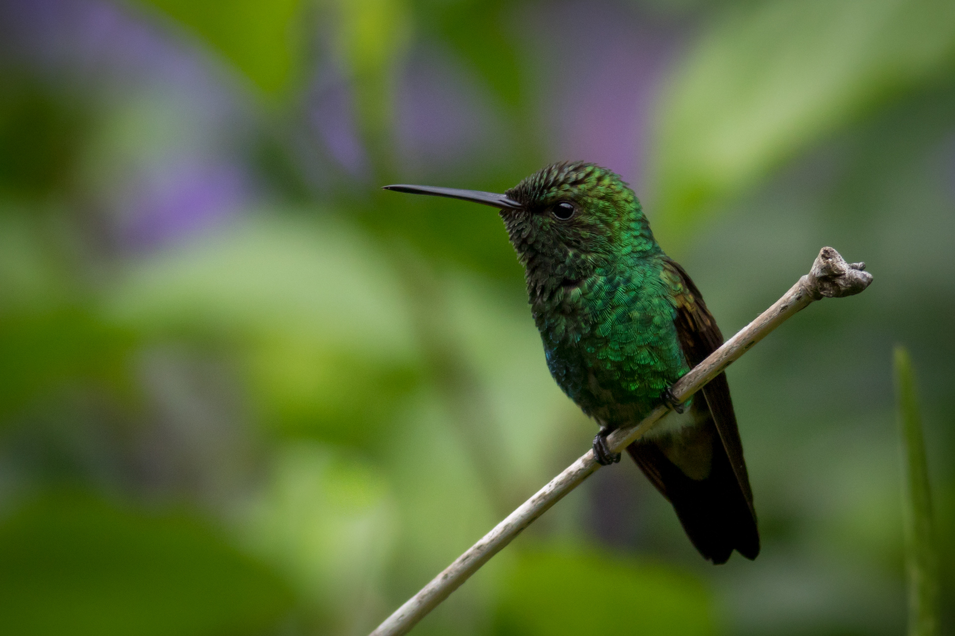 Copper-rumped Hummingbird