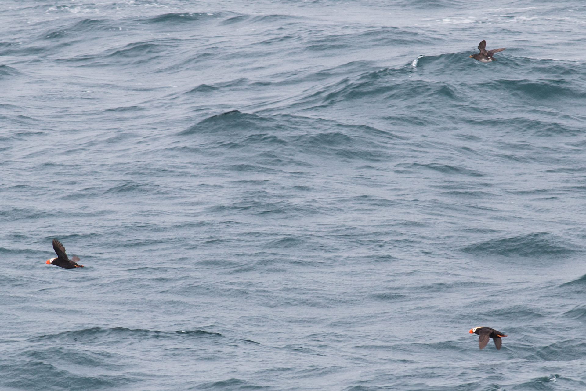 Tufted Puffins - Alaska