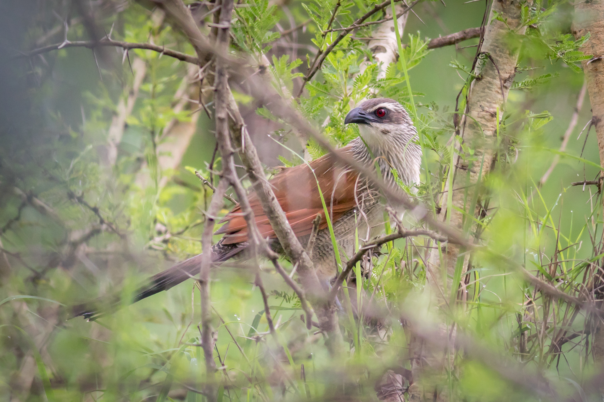 White-browed Coucal