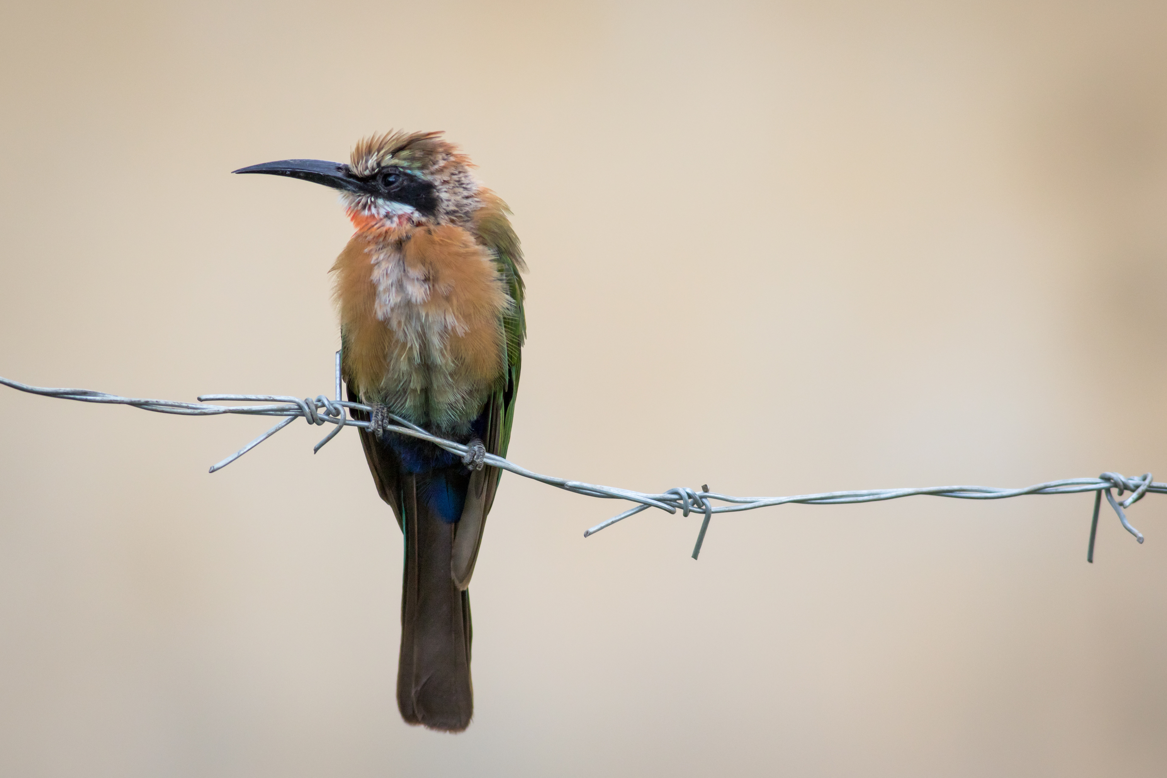 White-fronted Bee-Eater