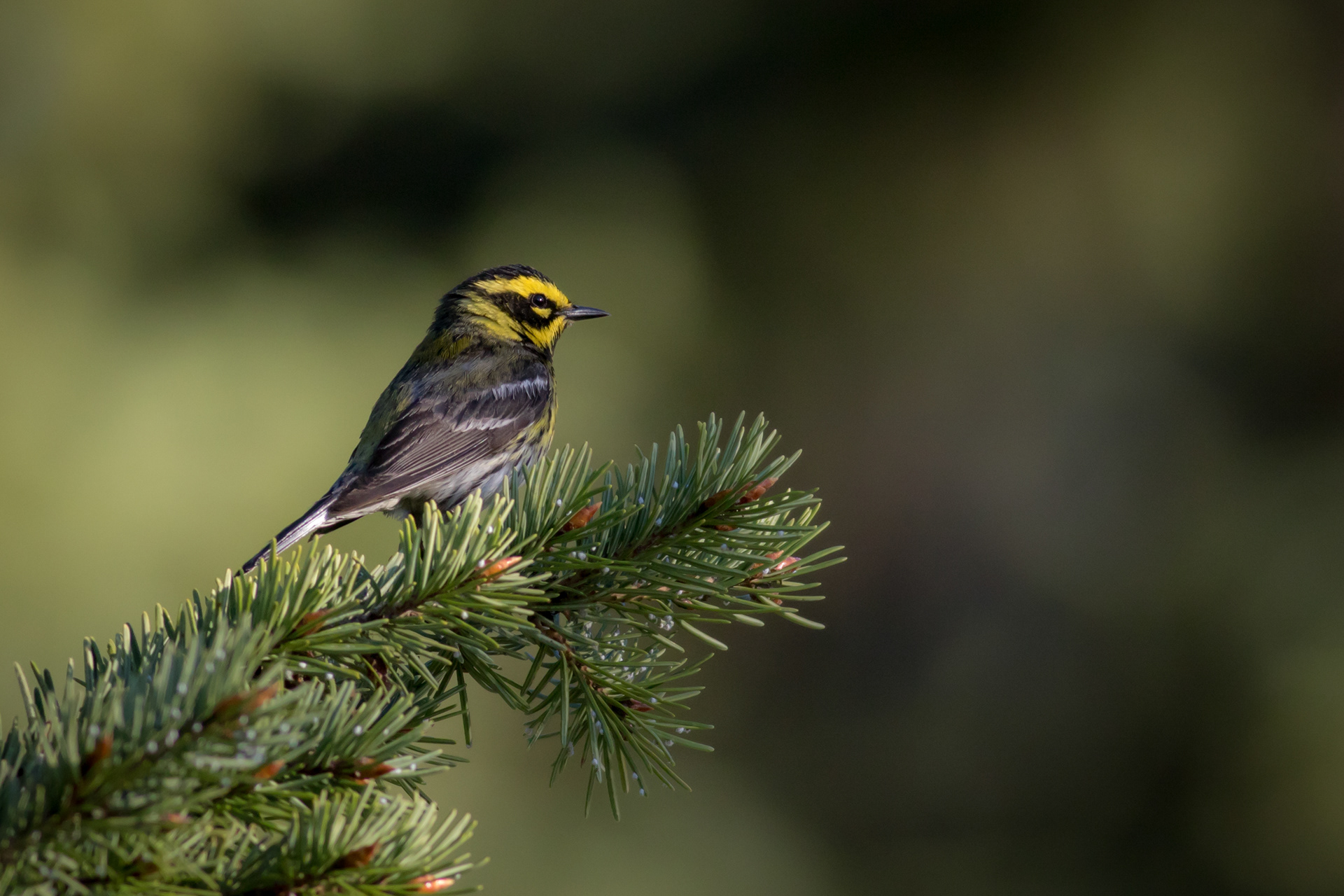Townsend's Warbler - BC