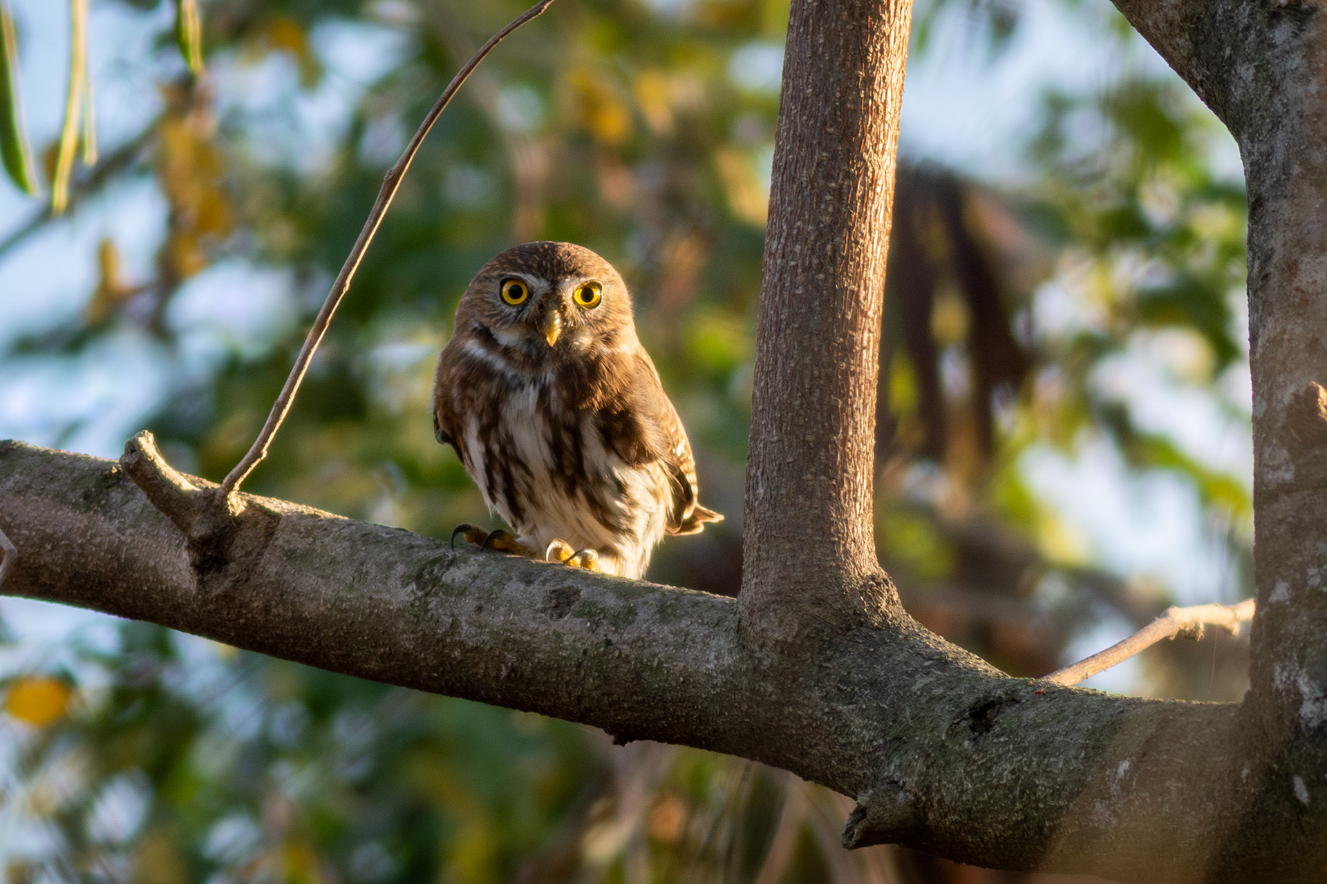 Ferruginous Pygmy Owl