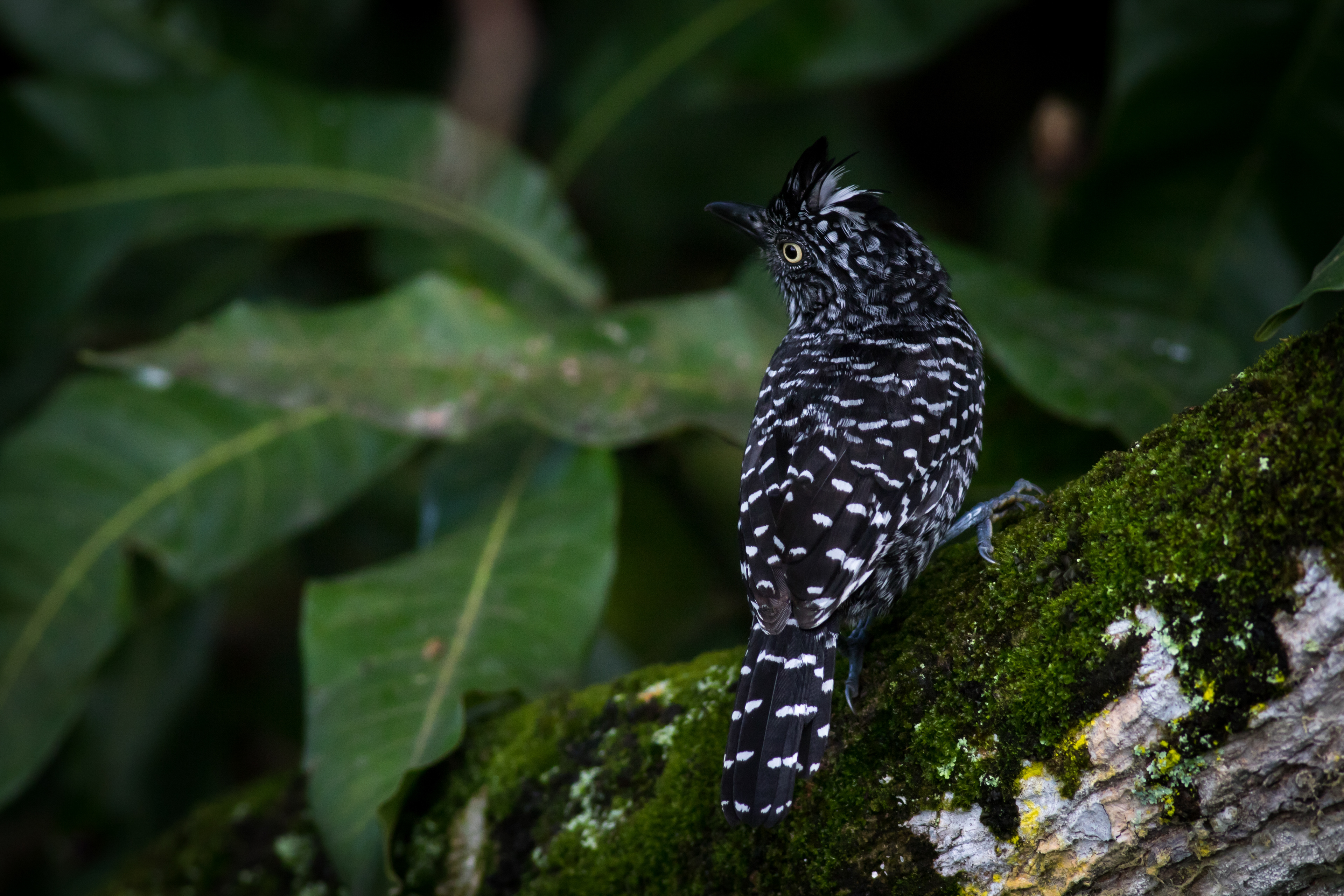 Barred Antshrike - male