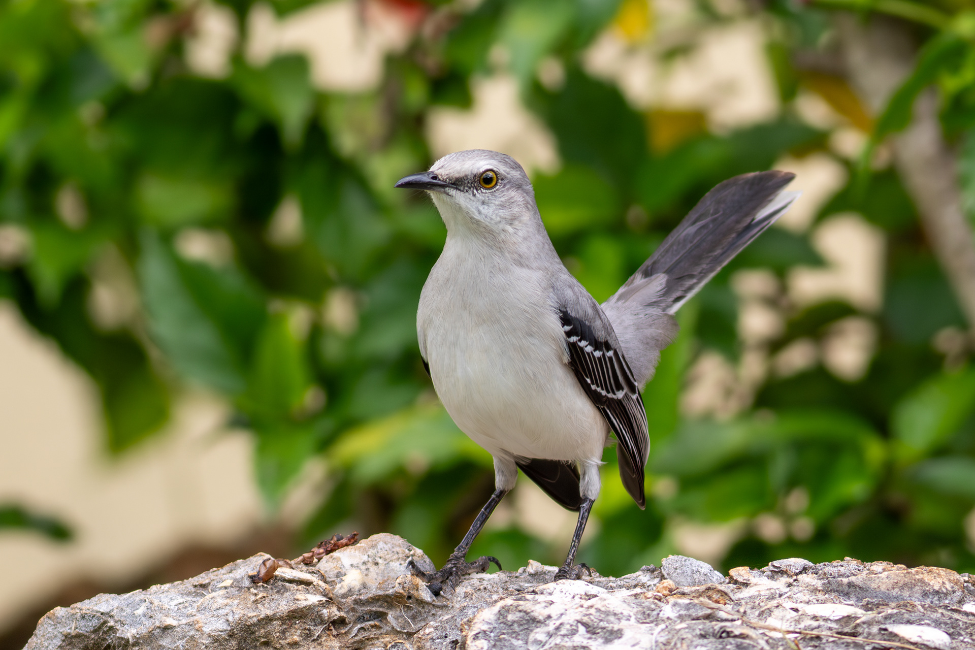 Tropical Mockingbird