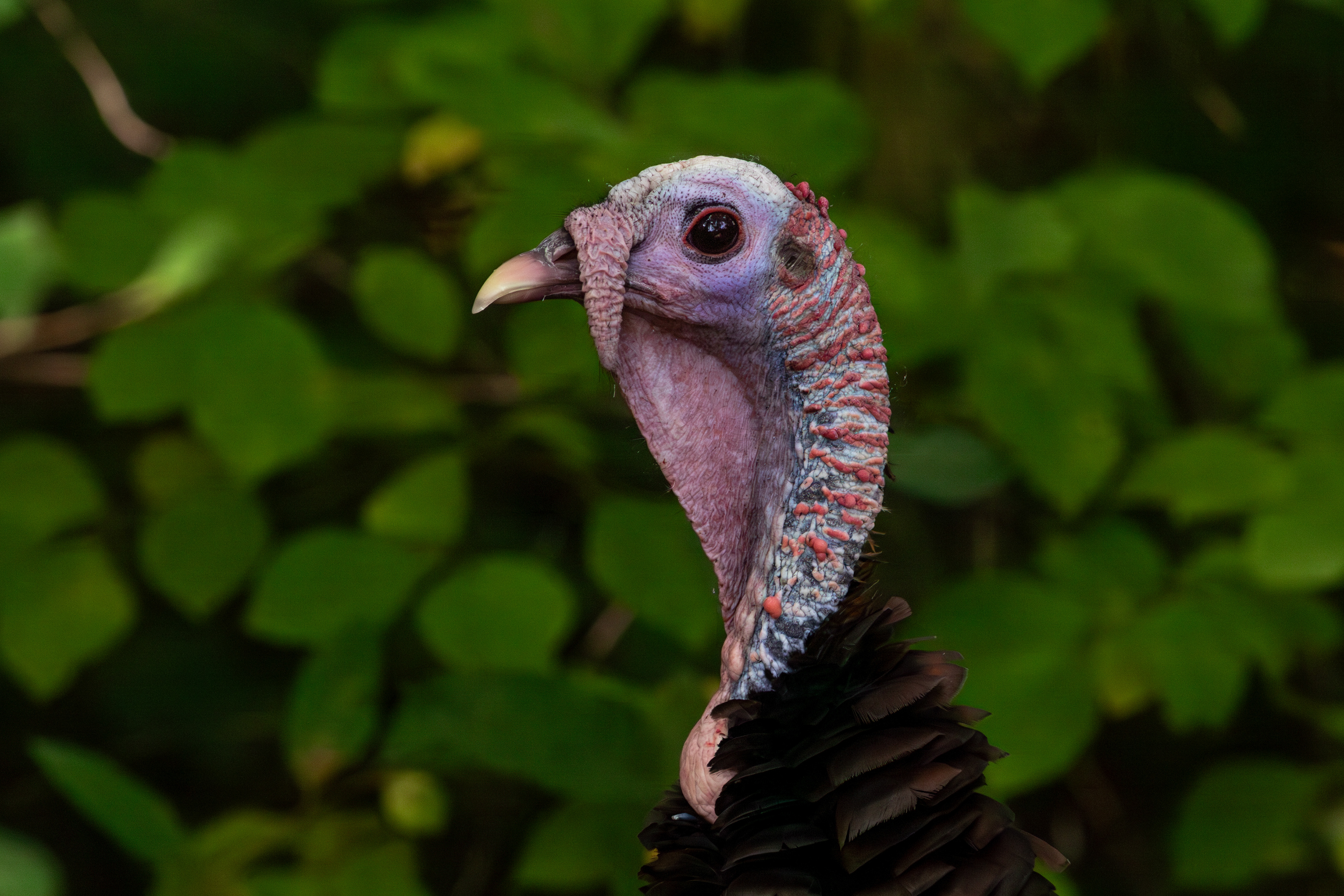 Wild Turkey