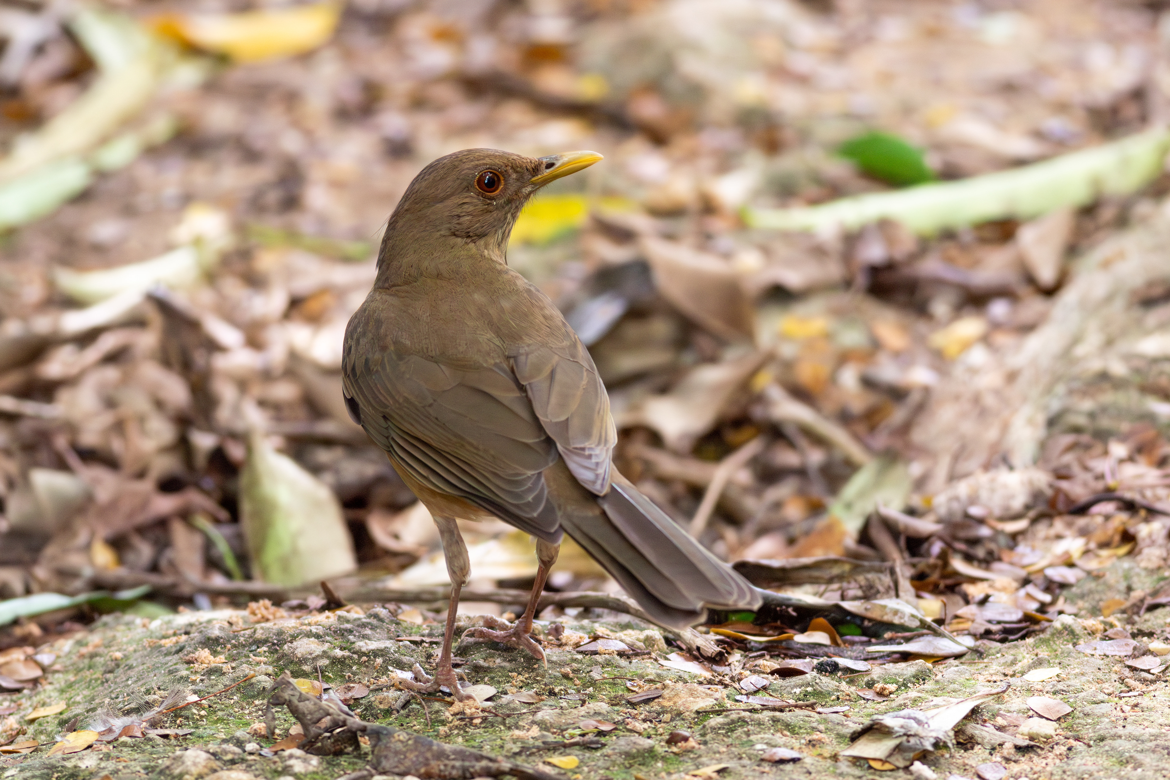 Clay-coloured Thrush - Quintana Roo