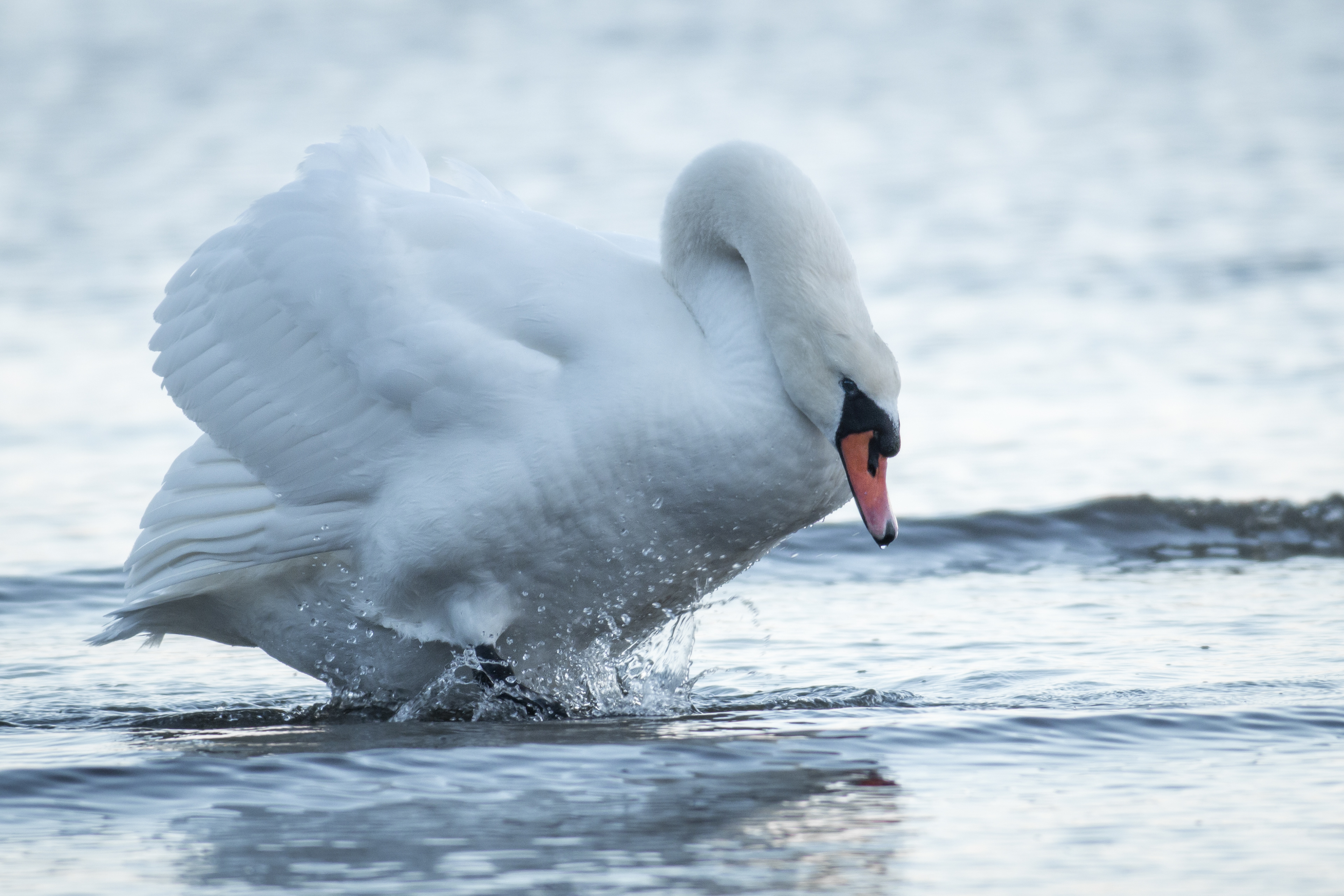 Mute Swan - BC