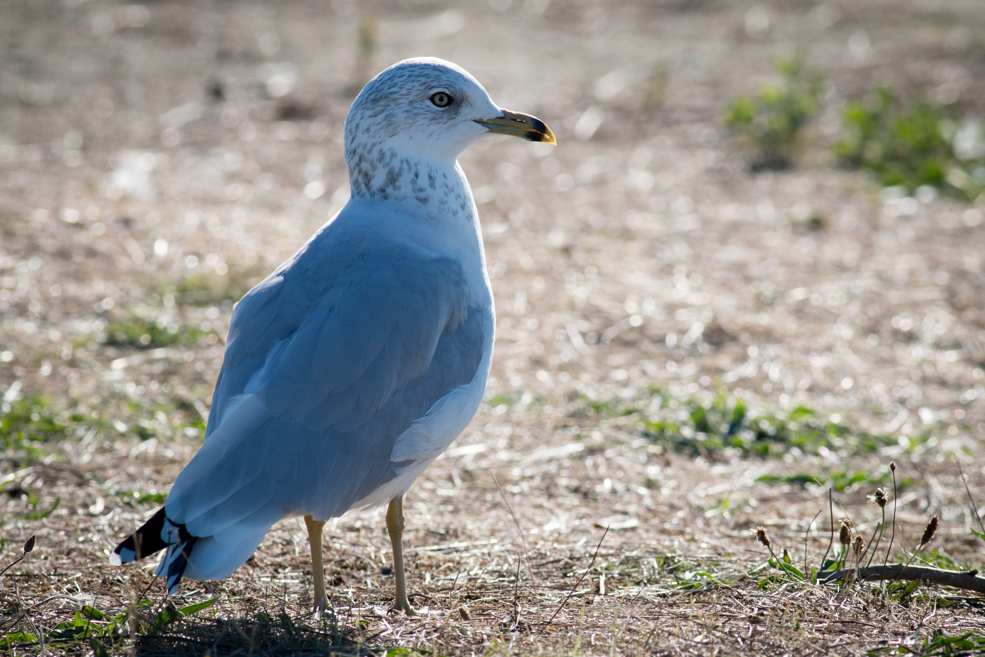 Ring-billed Gull - BC