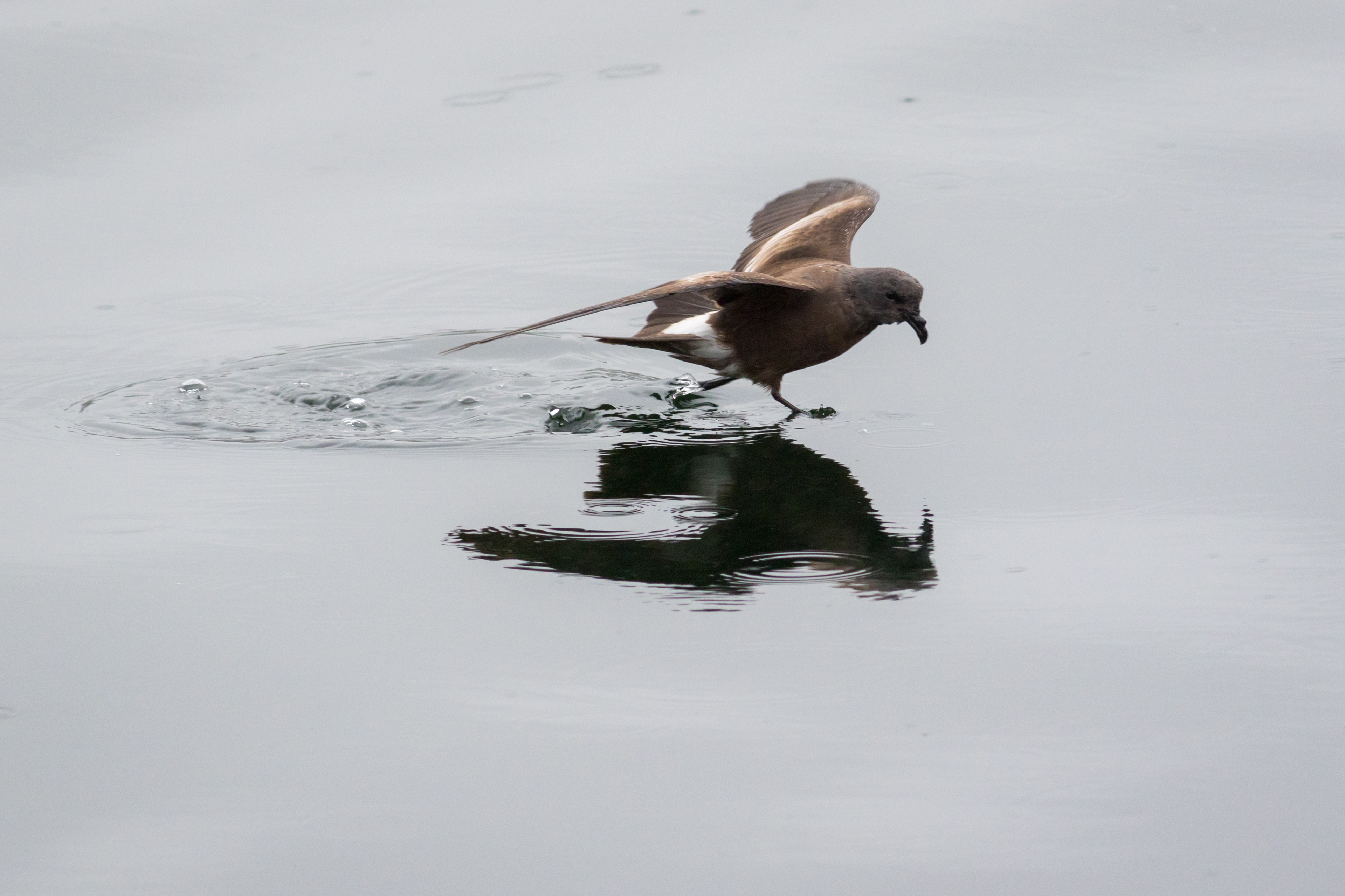 Leach's Storm-Petrel - Newfoundland