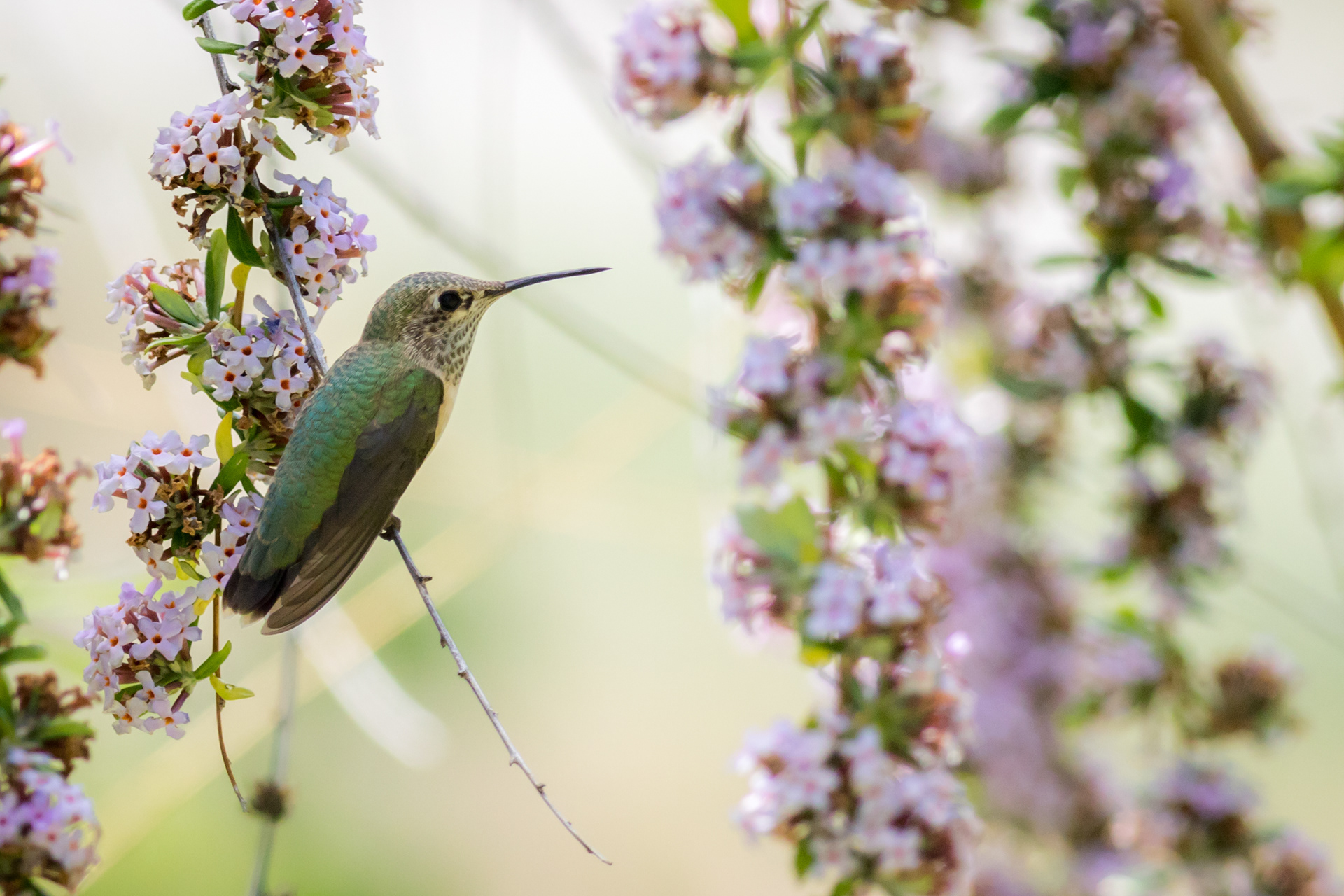 Calliope Hummingbird, female - BC
