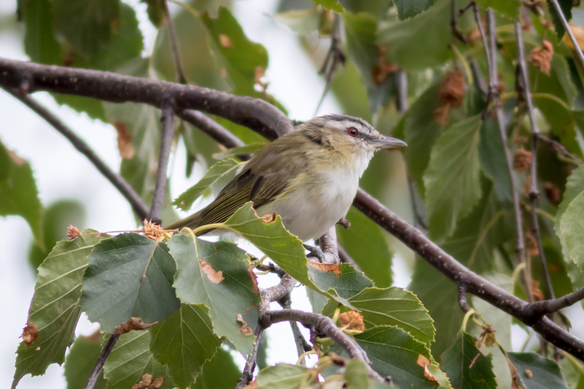 Red-eyed Vireo - BC