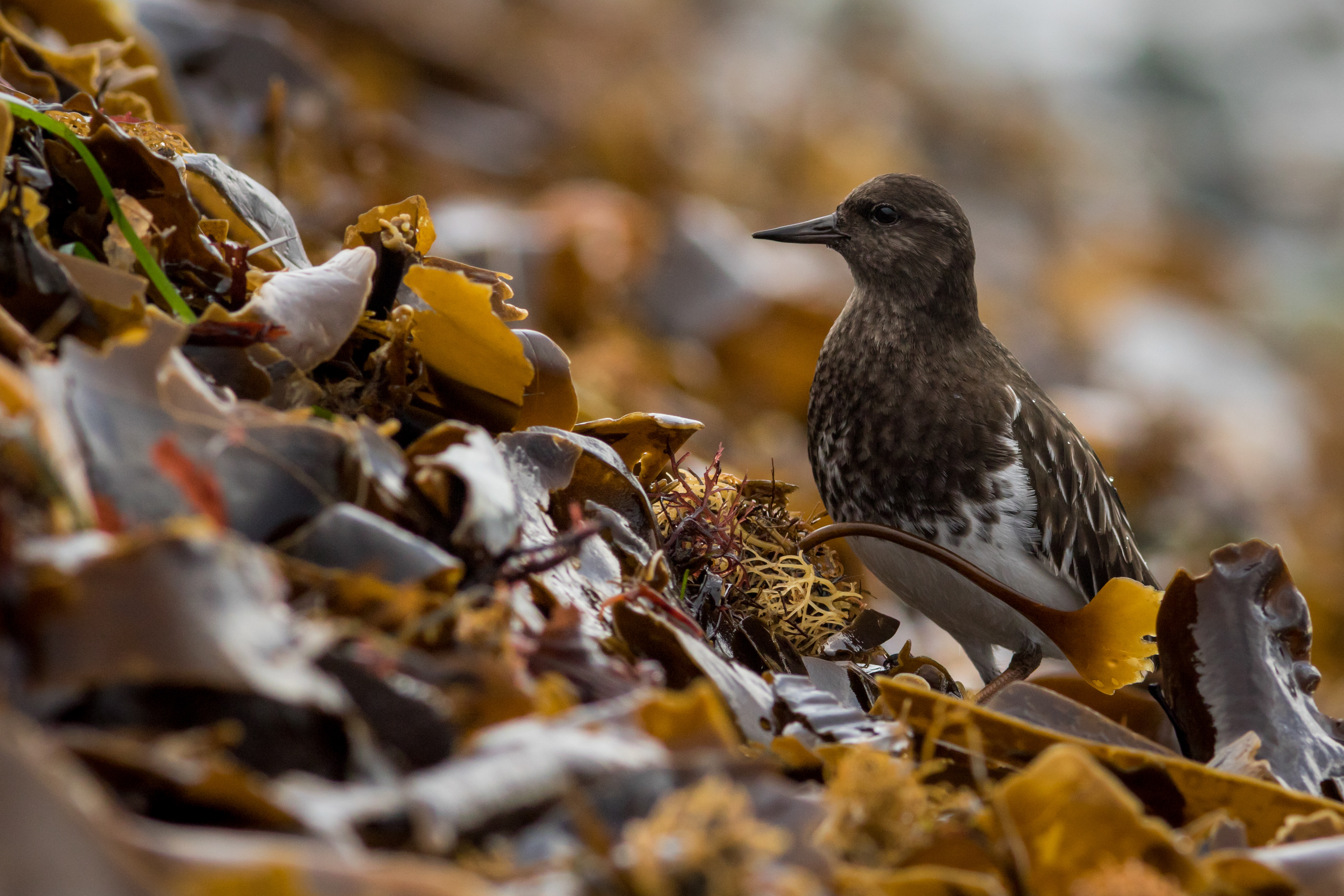Black Turnstone