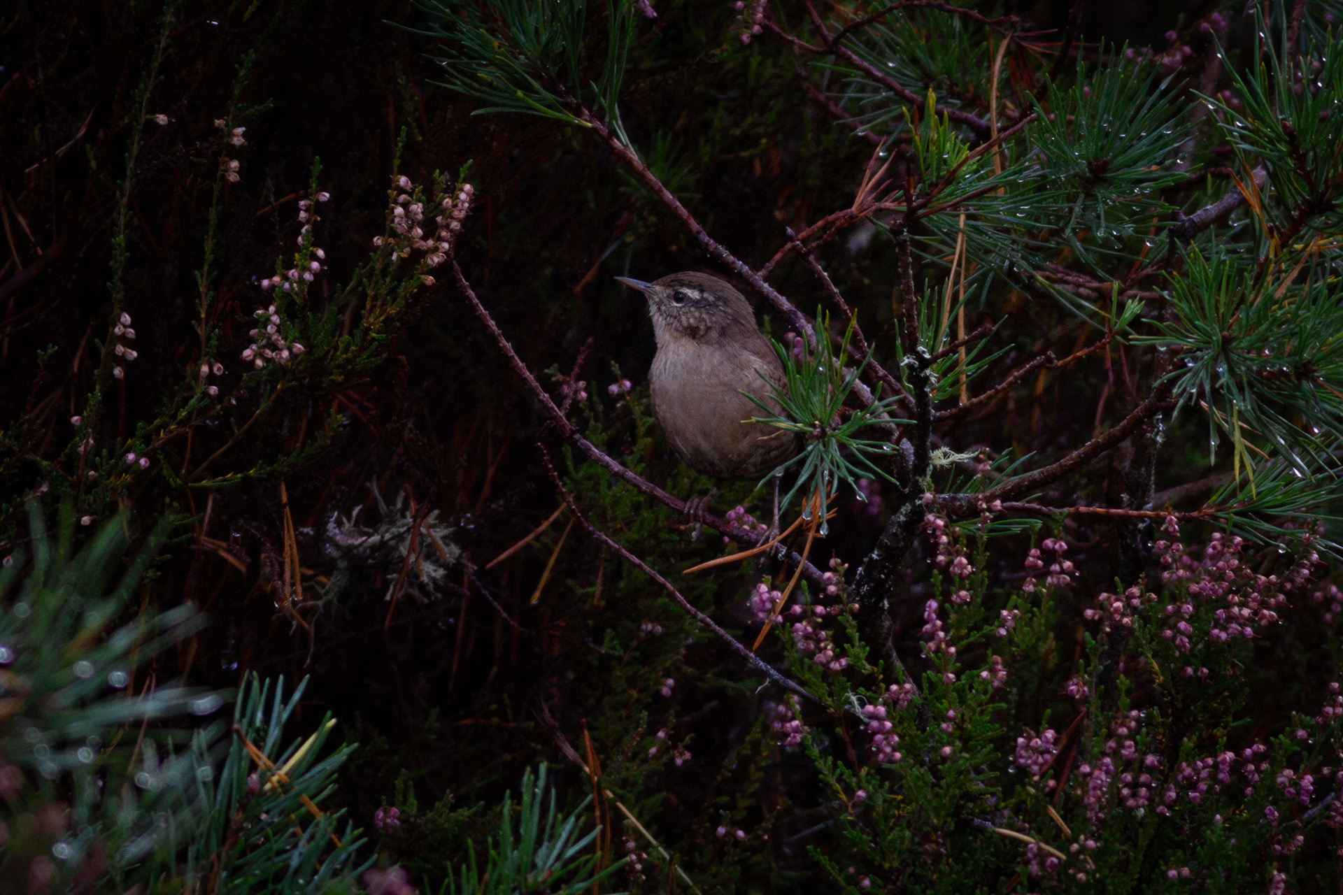 Eurasian Wren