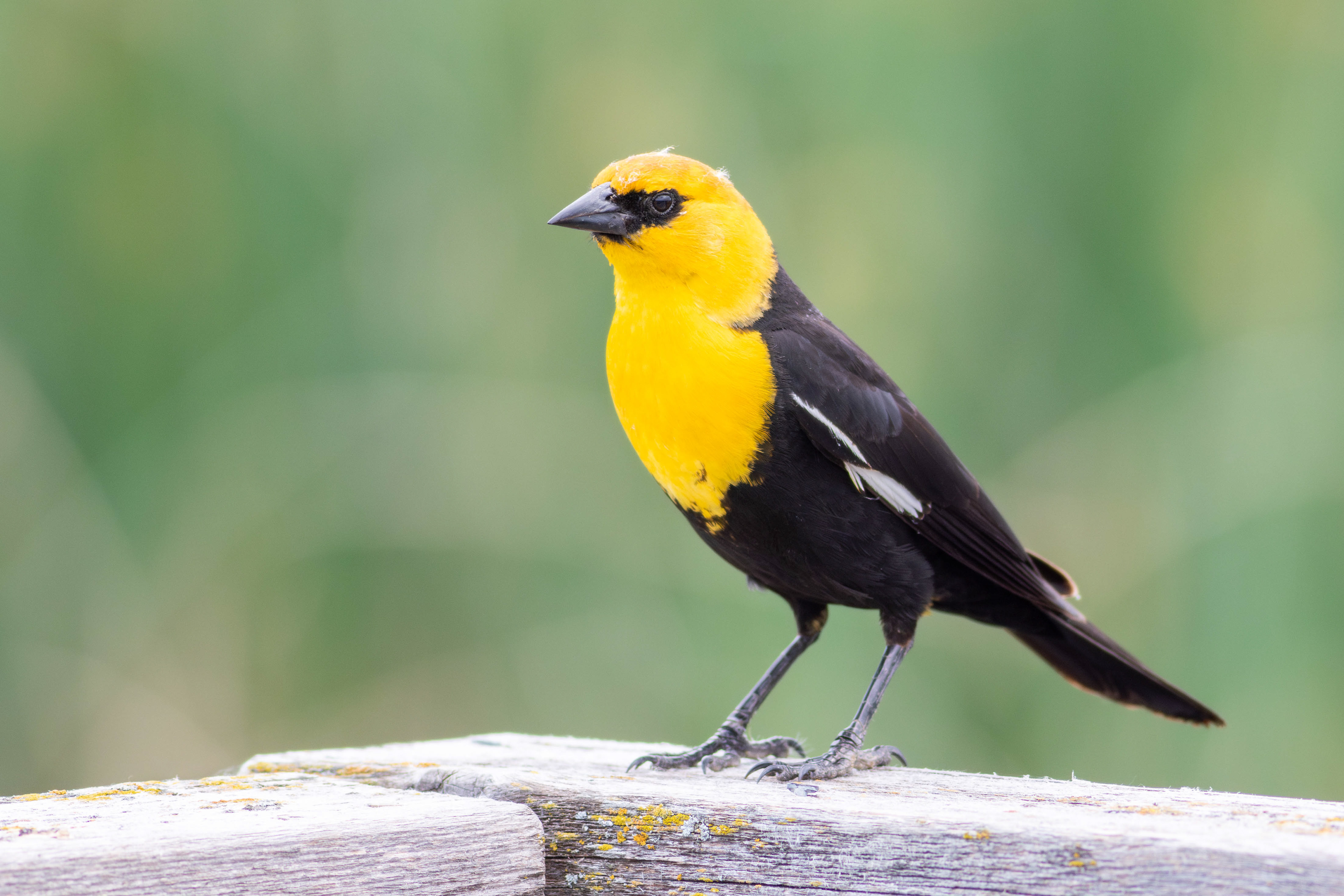 Yellow-headed Blackbird, male - Manitoba