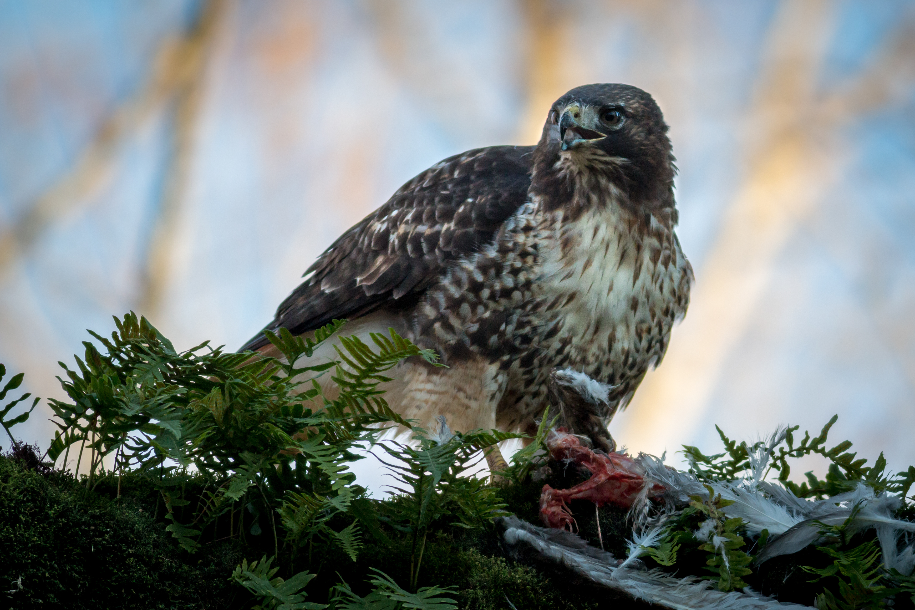 Red-tailed Hawk