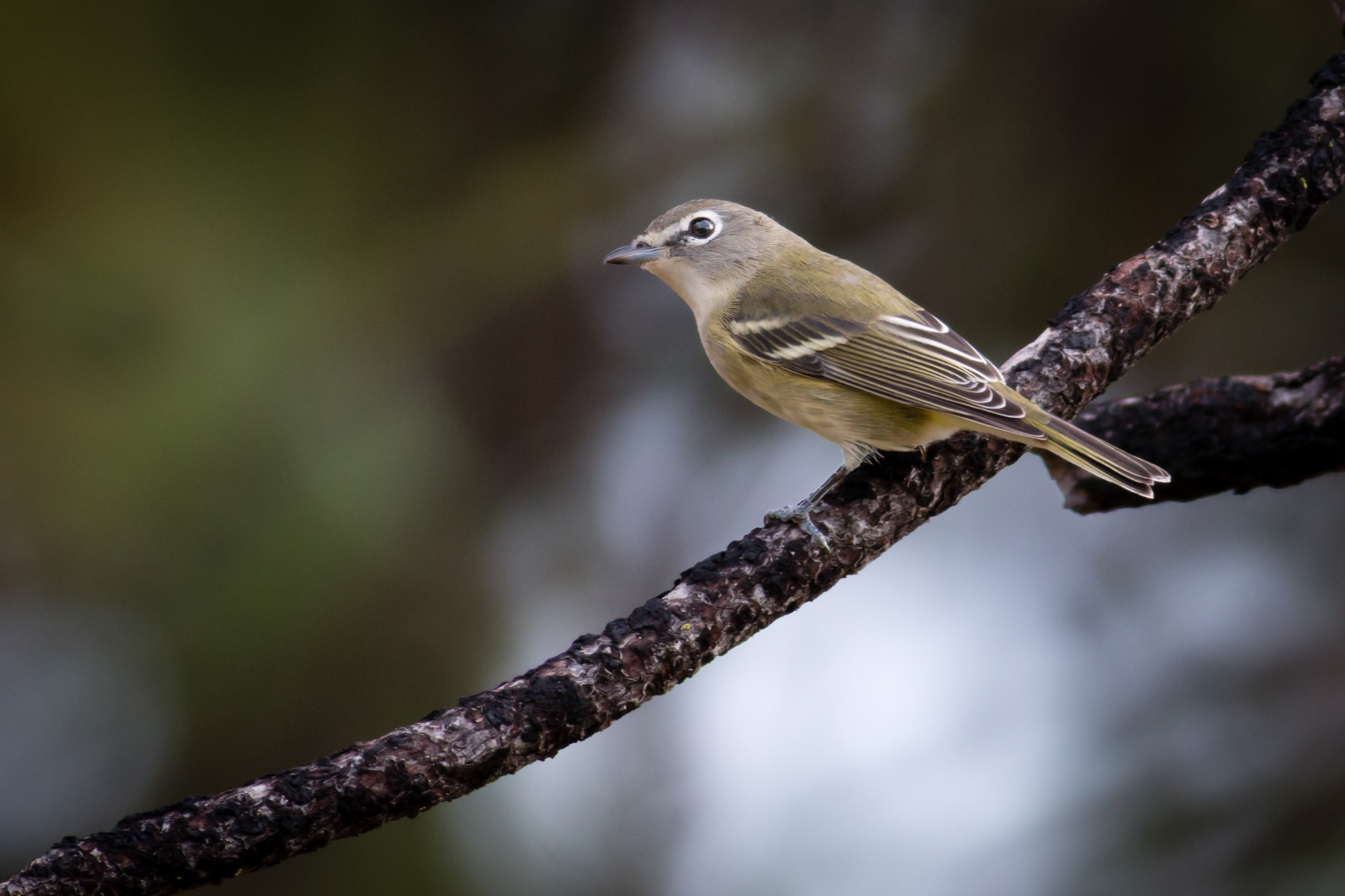 Cassin's Vireo - BC
