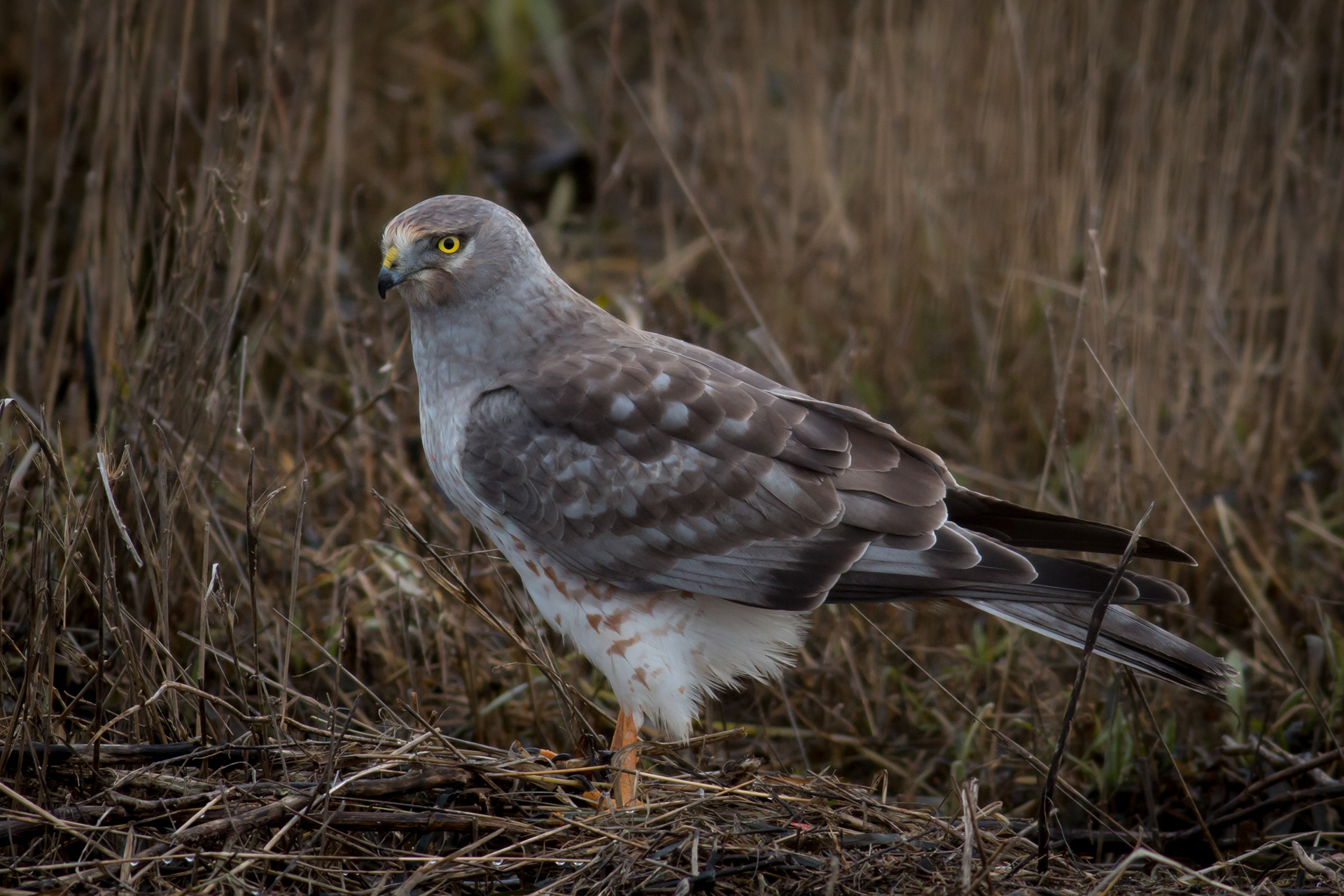 Northern Harrier Hawk - male - BC