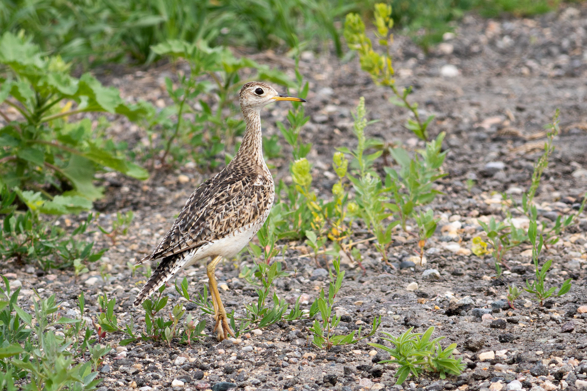 Upland Sandpiper - Saskatchewan