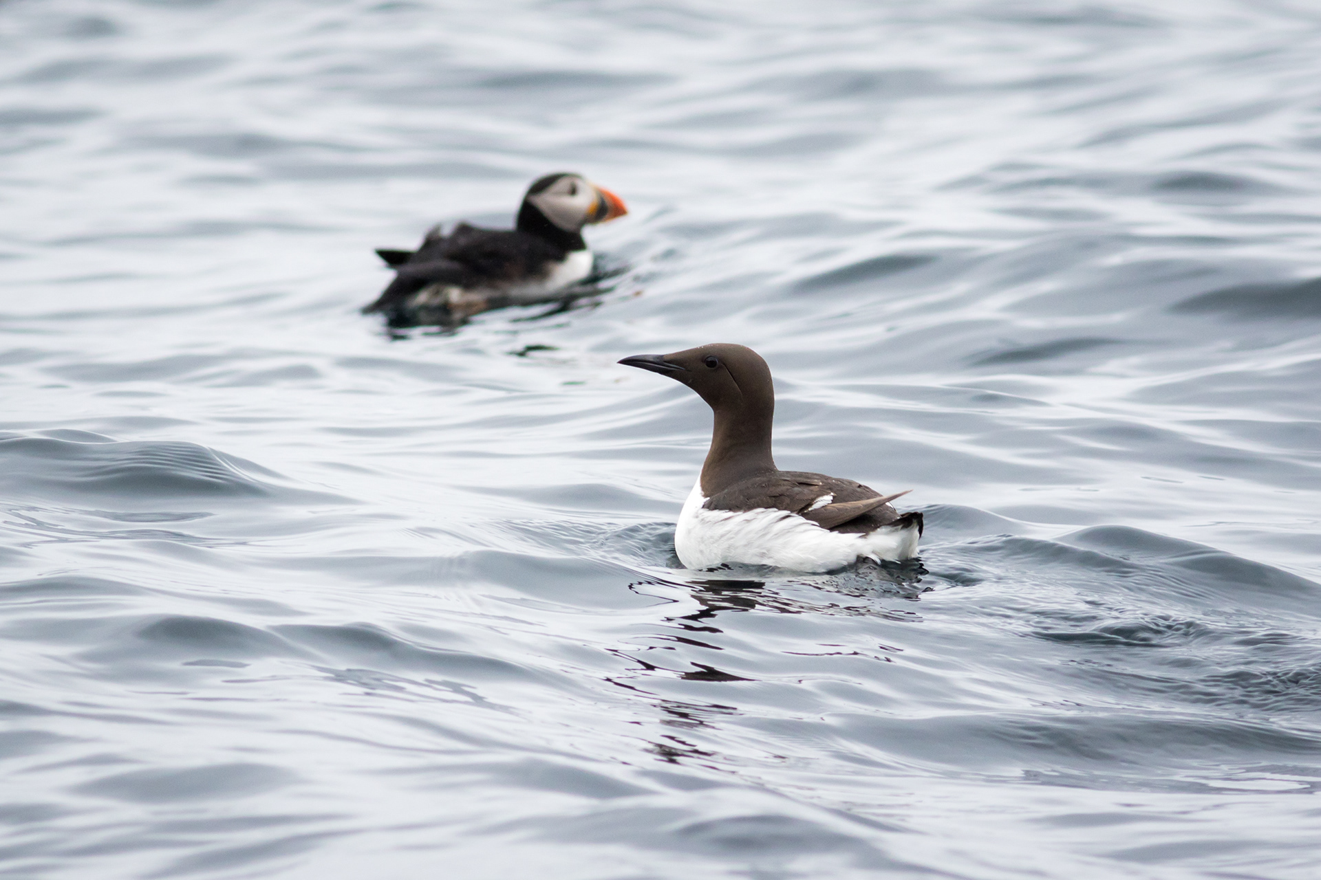 Common Murre - Newfoundland