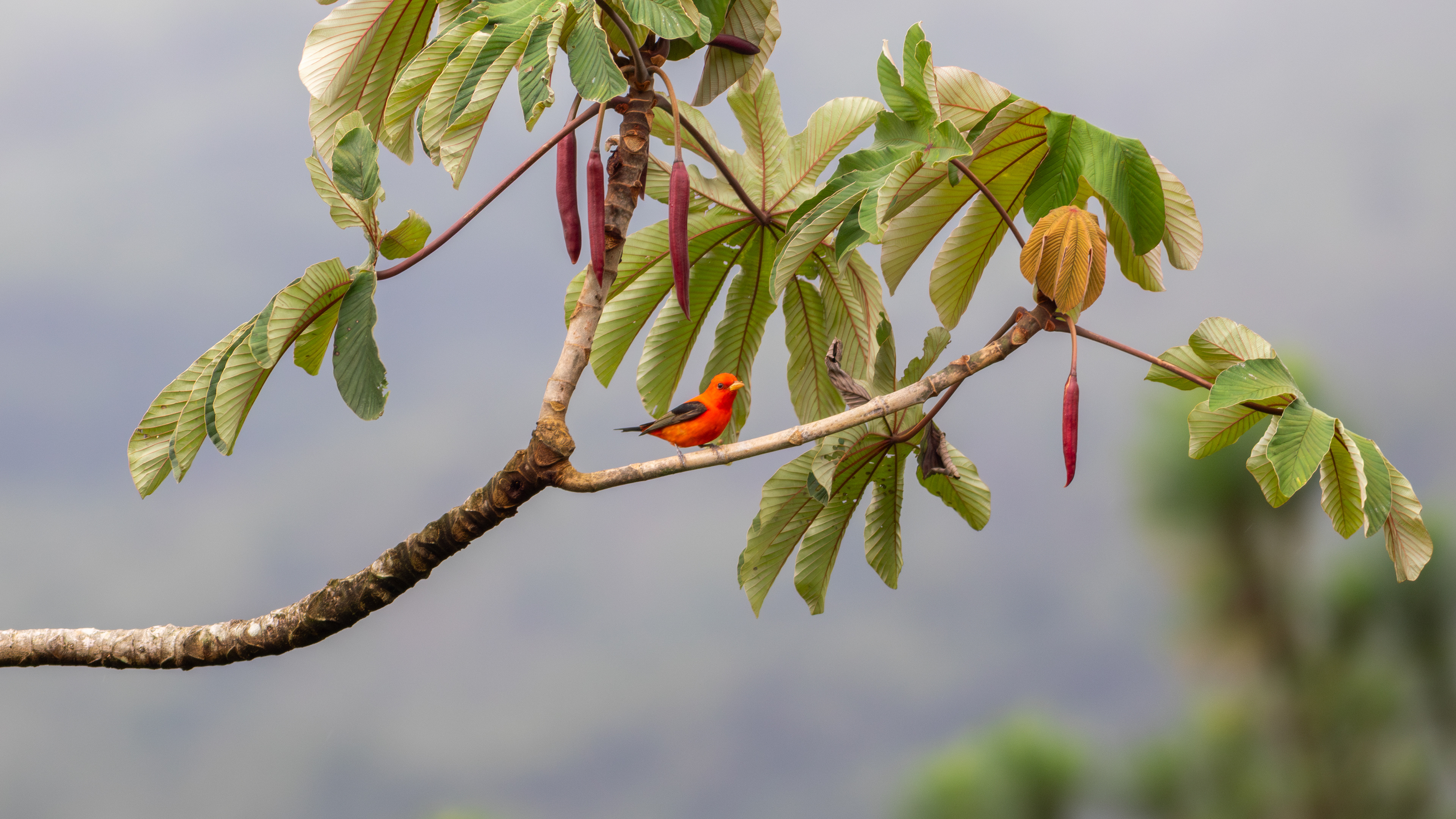 Scarlet Tanager - Aranal Observatory