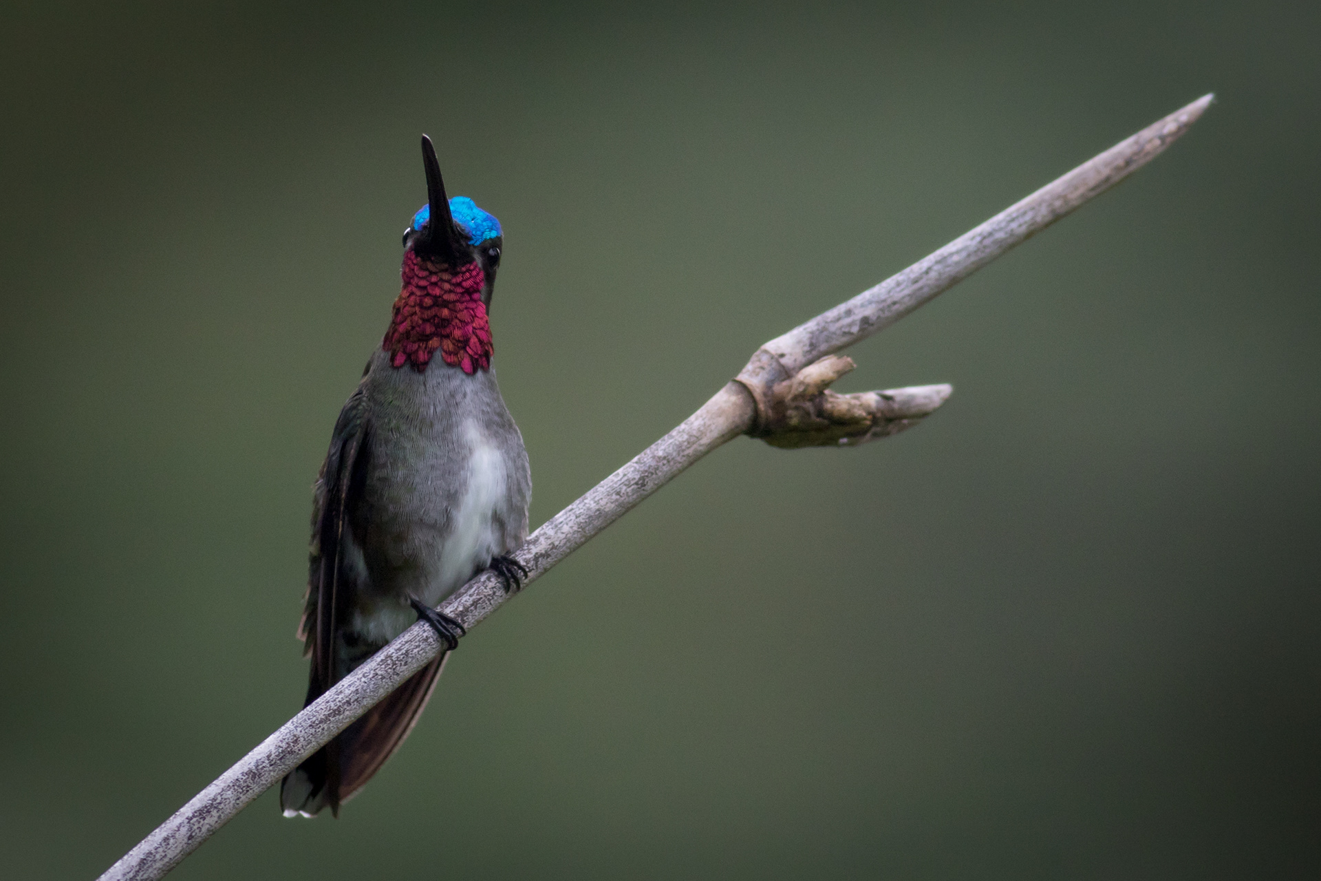 Long-billed Starthroat