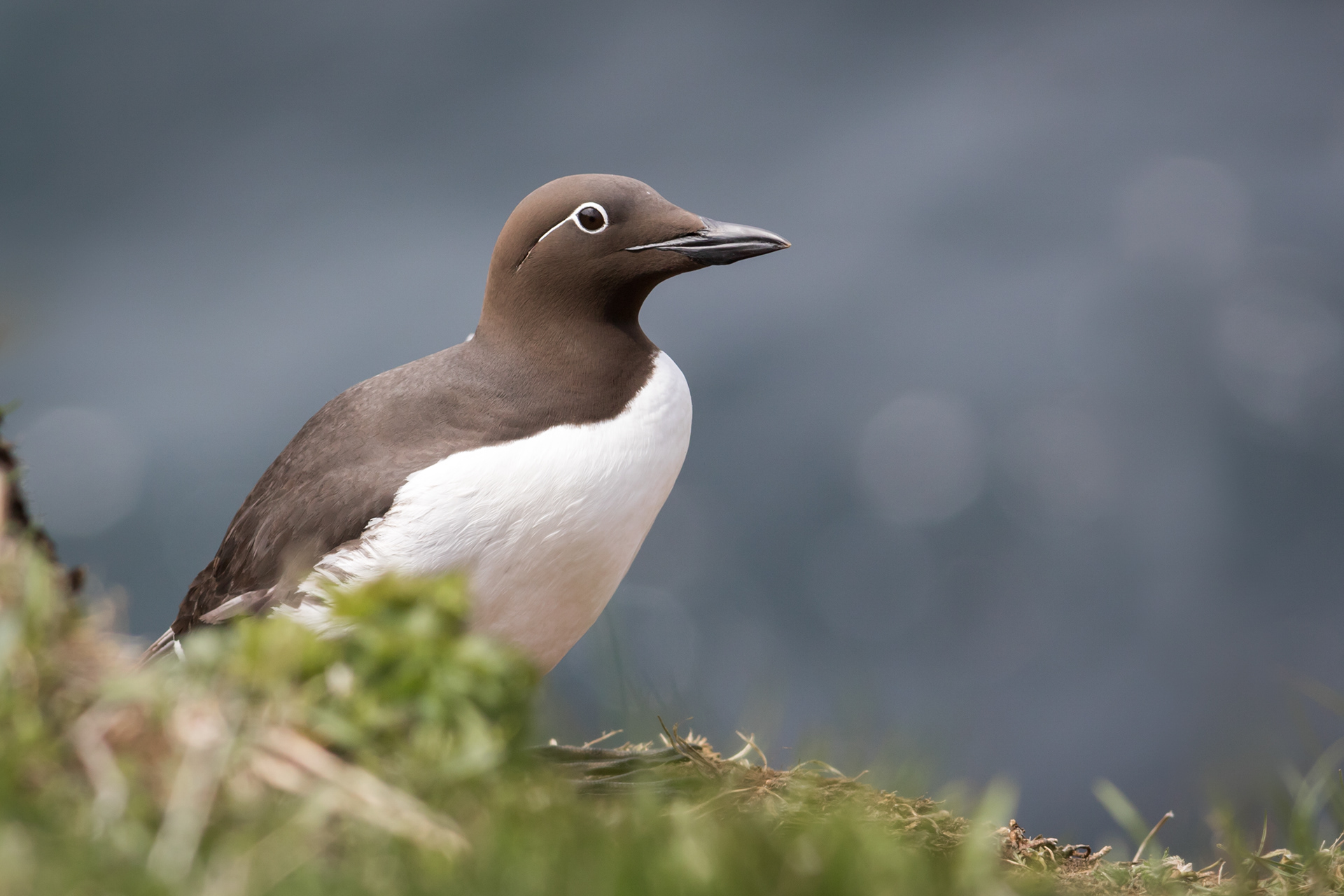 Common Murre - Newfoundland