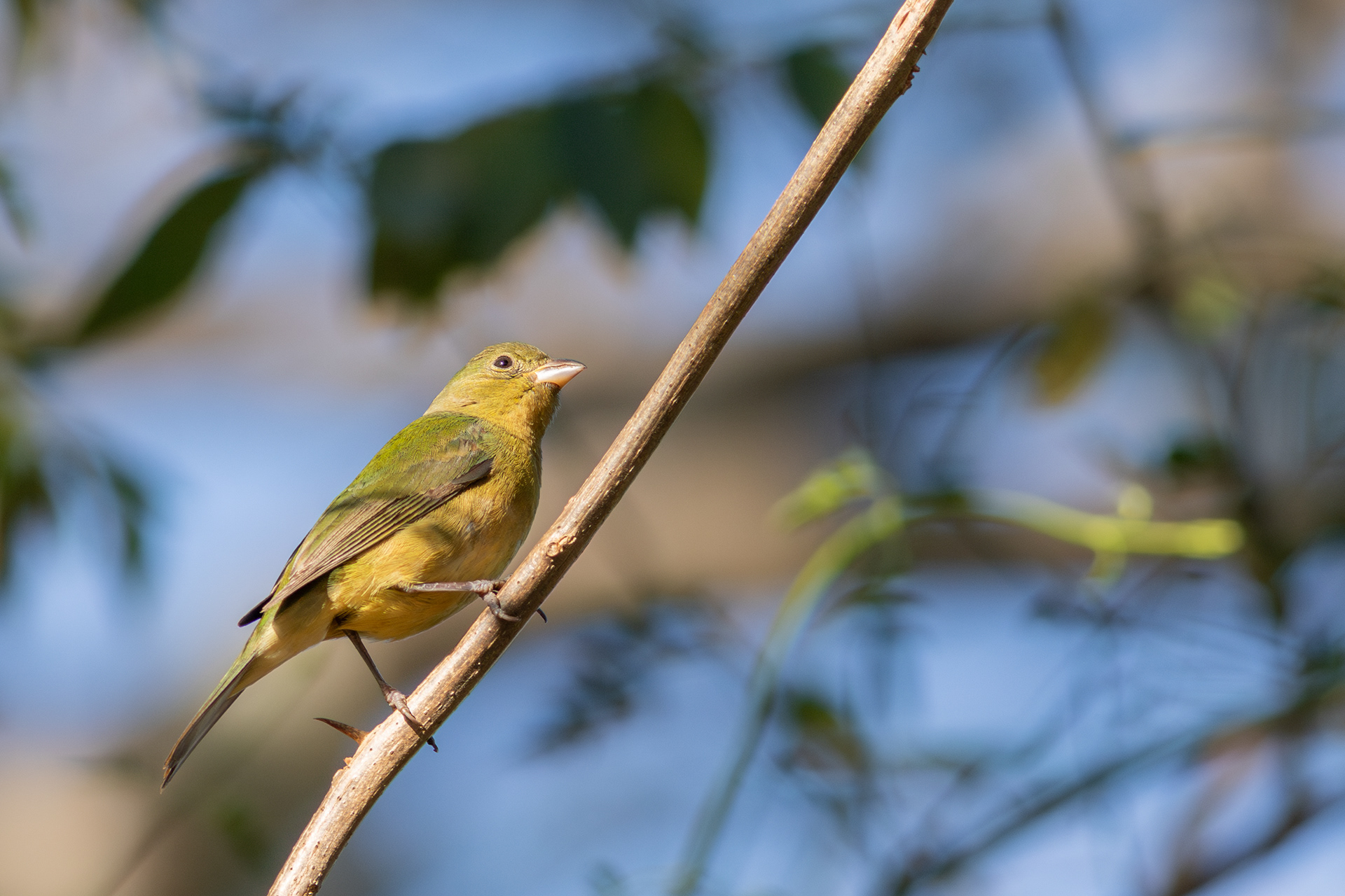 Painted Bunting, female - Nayarit