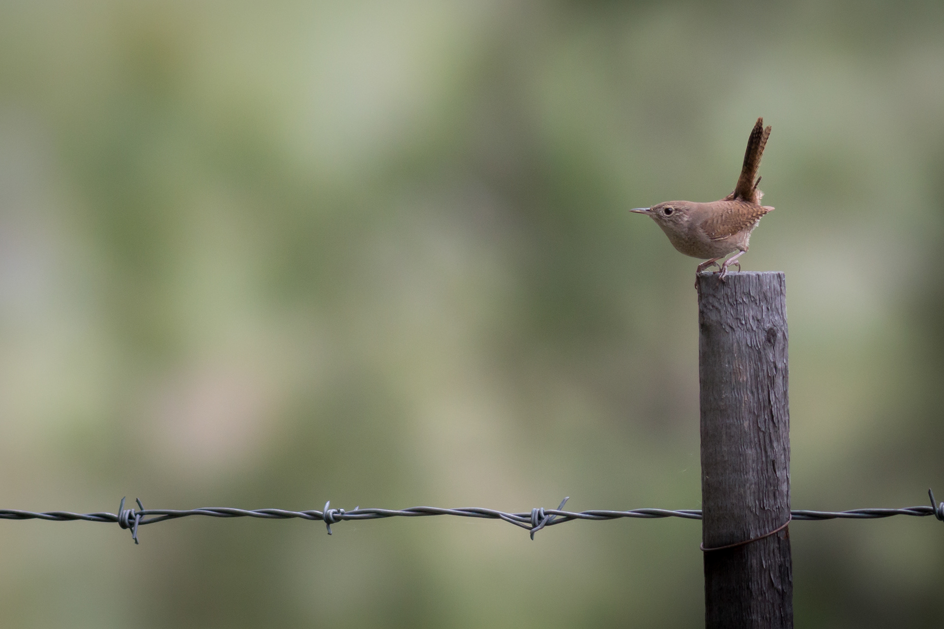 House Wren - BC