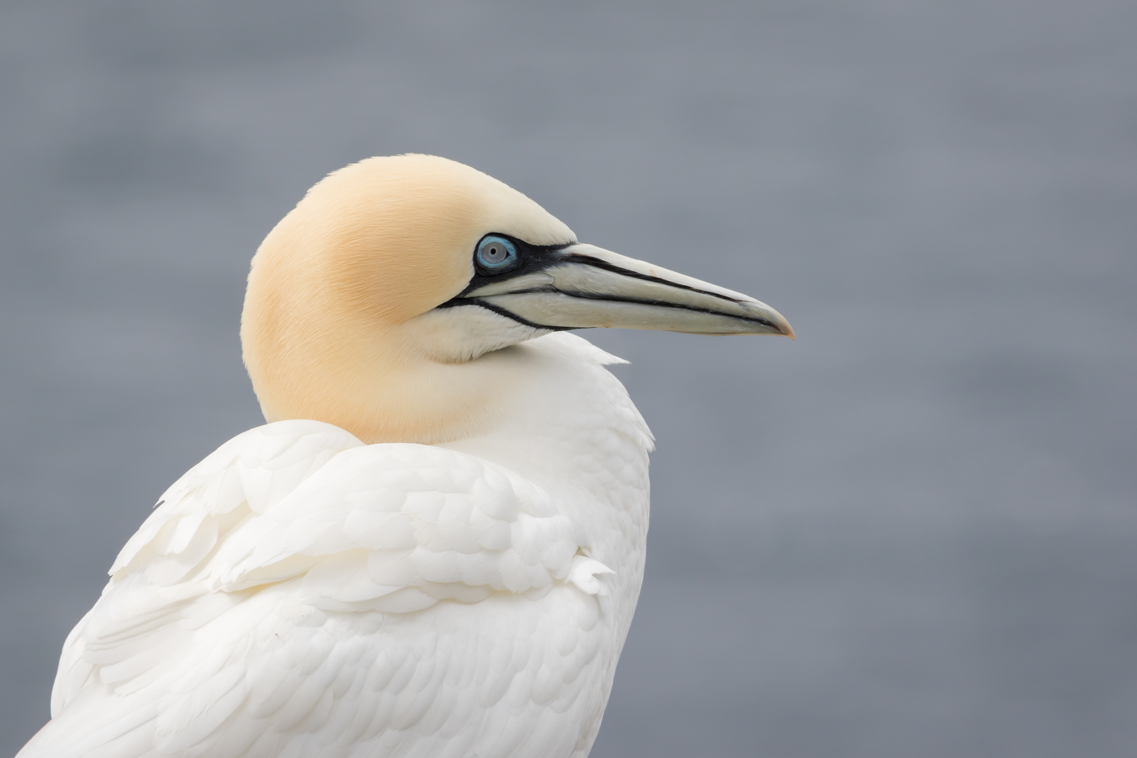 Northern Gannet - Newfoundland