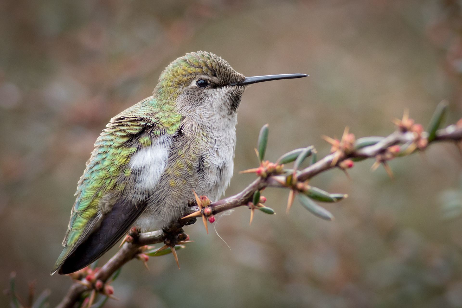 Anna's Hummingbird - female - BC