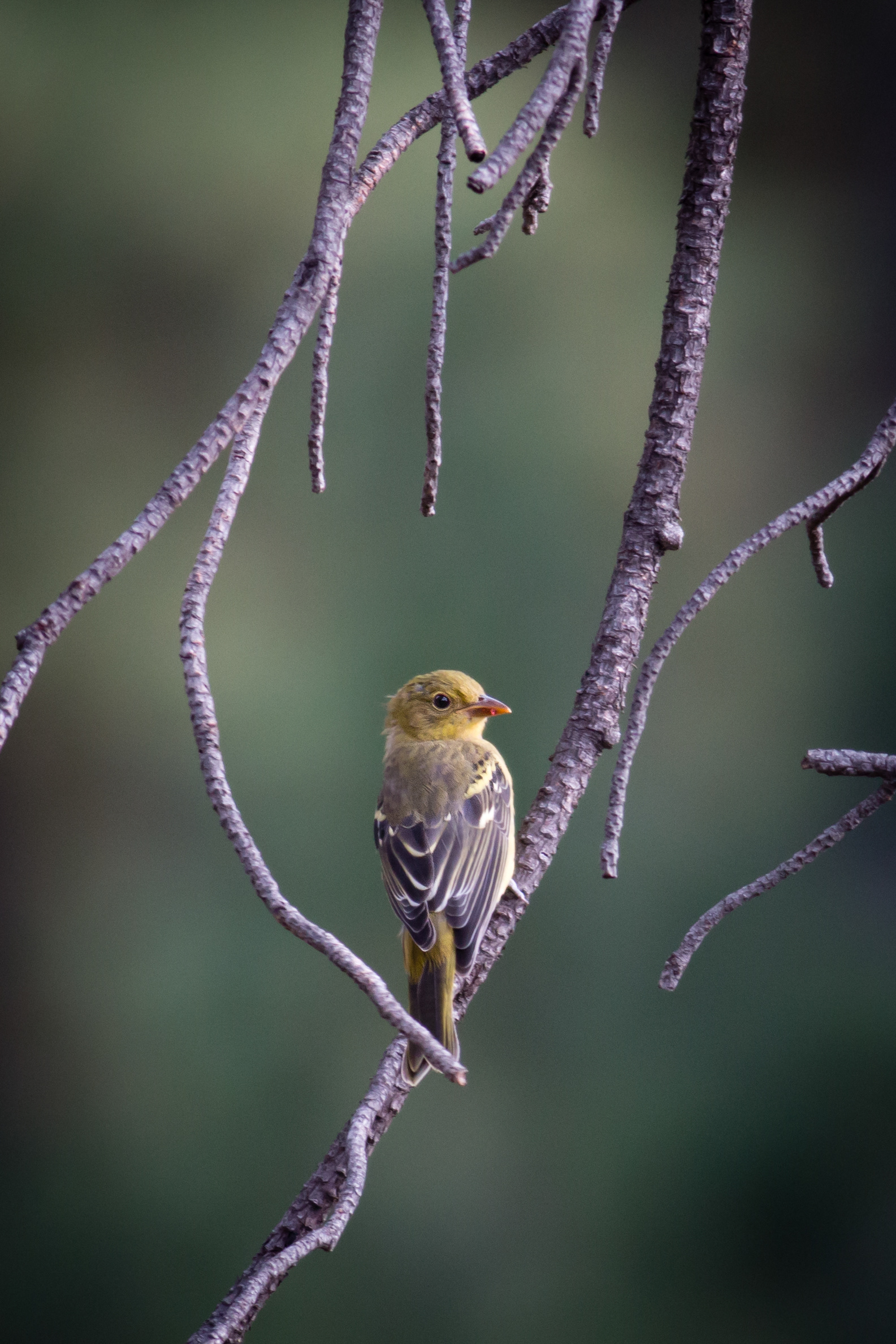 Western Tanager - female - BC
