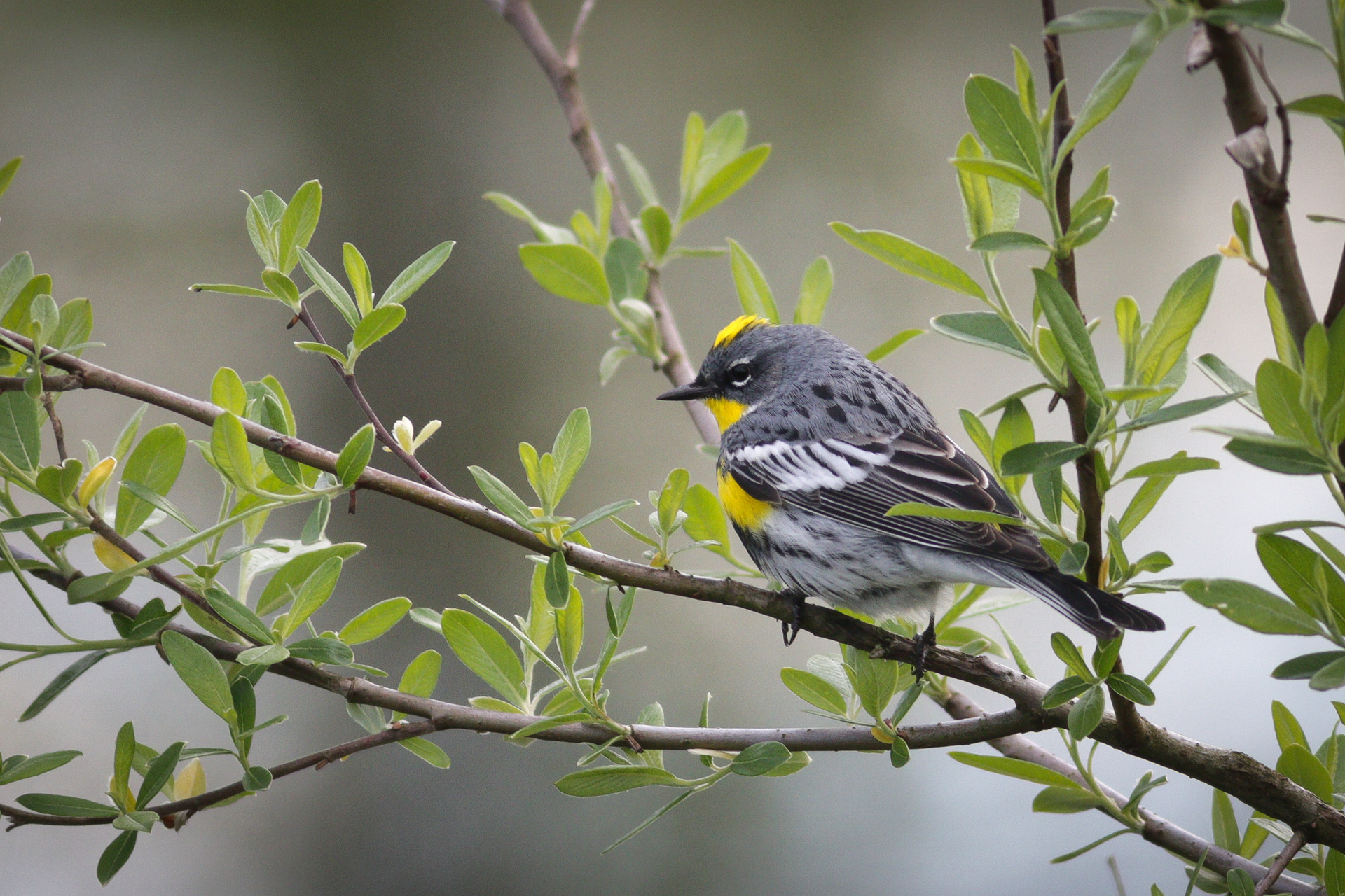 Yellow-rumped Warbler - BC