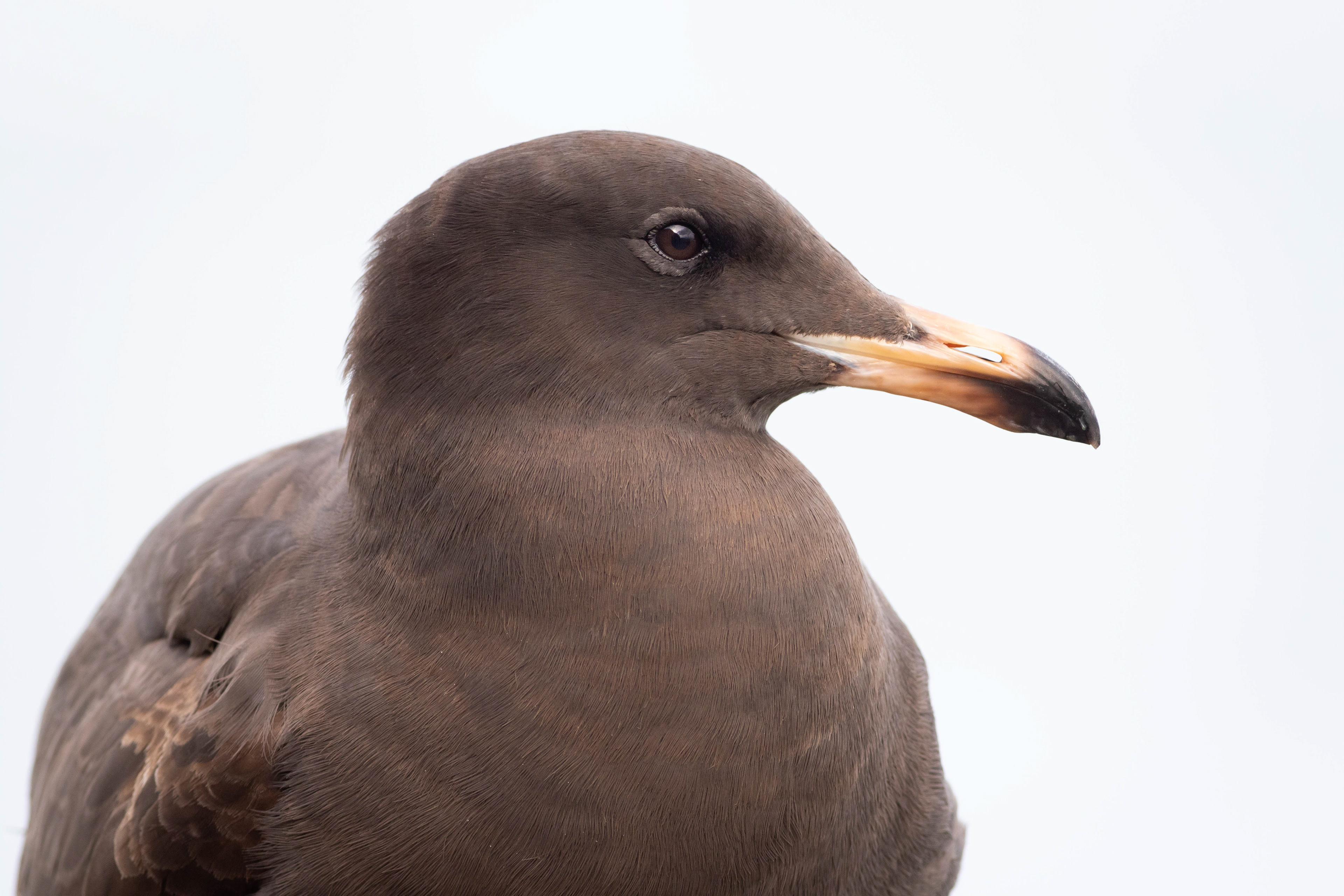Herman's Gull, second winter
