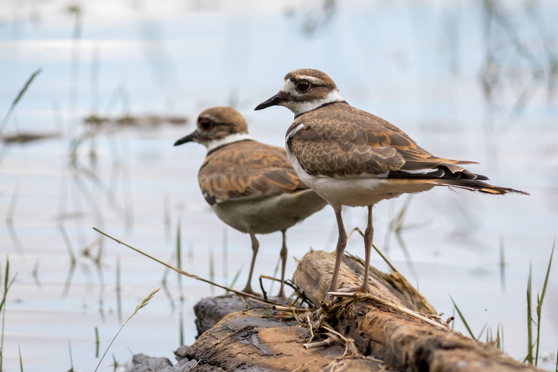 Killdeer - BC
