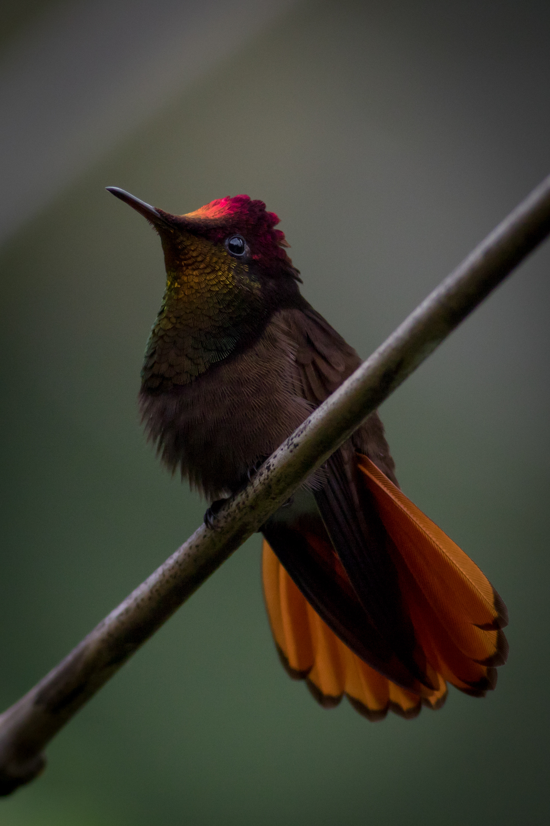 Ruby-topaz Hummingbird